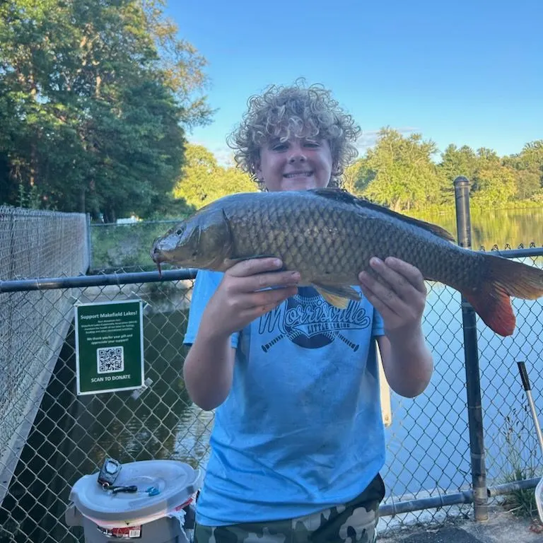 Common carp caught on Fishbrain