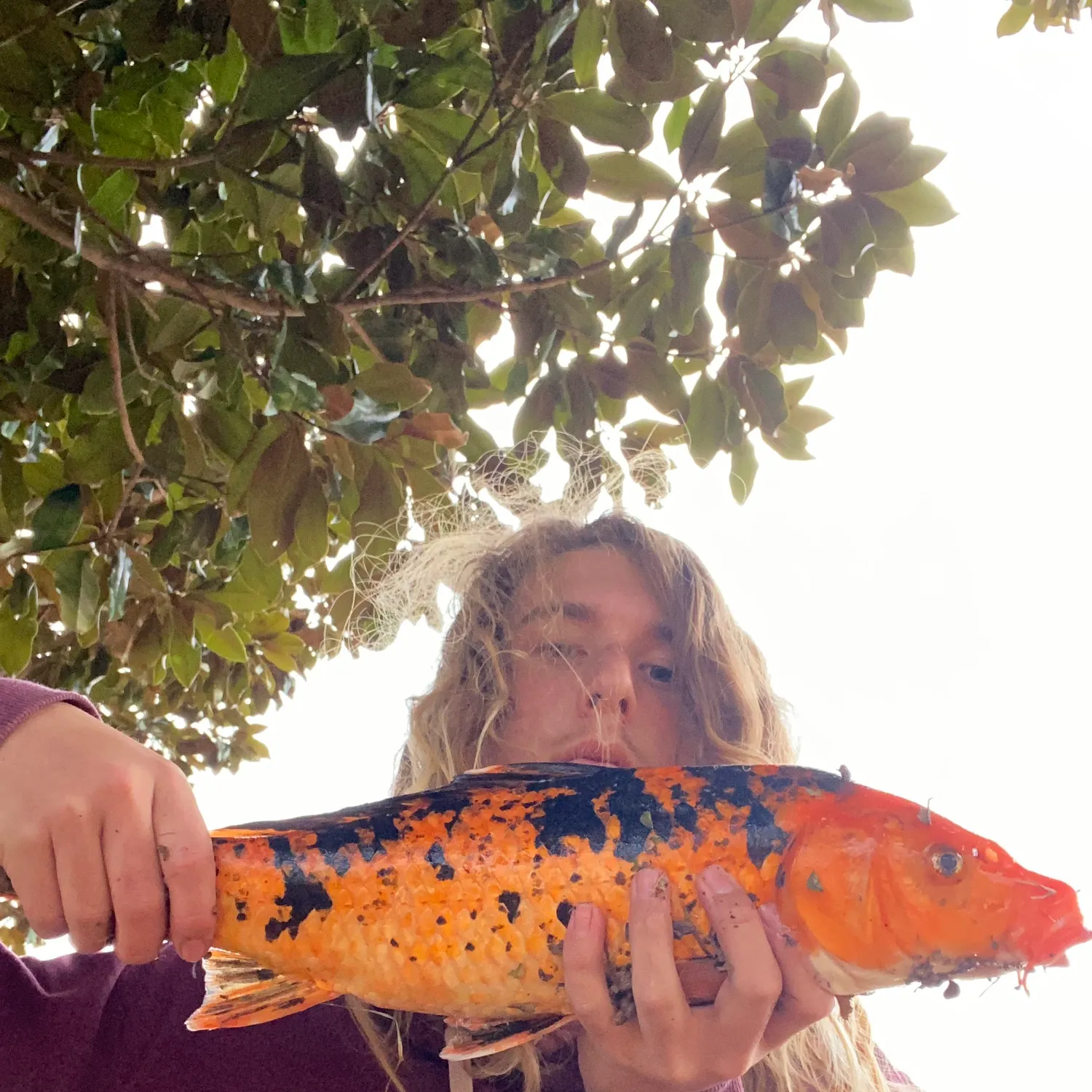 The most recent Koi carp catches on Fishbrain