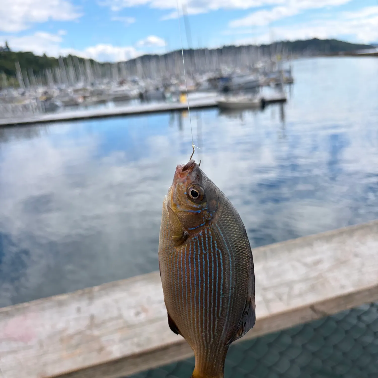 The most recent Striped seaperch catches on Fishbrain