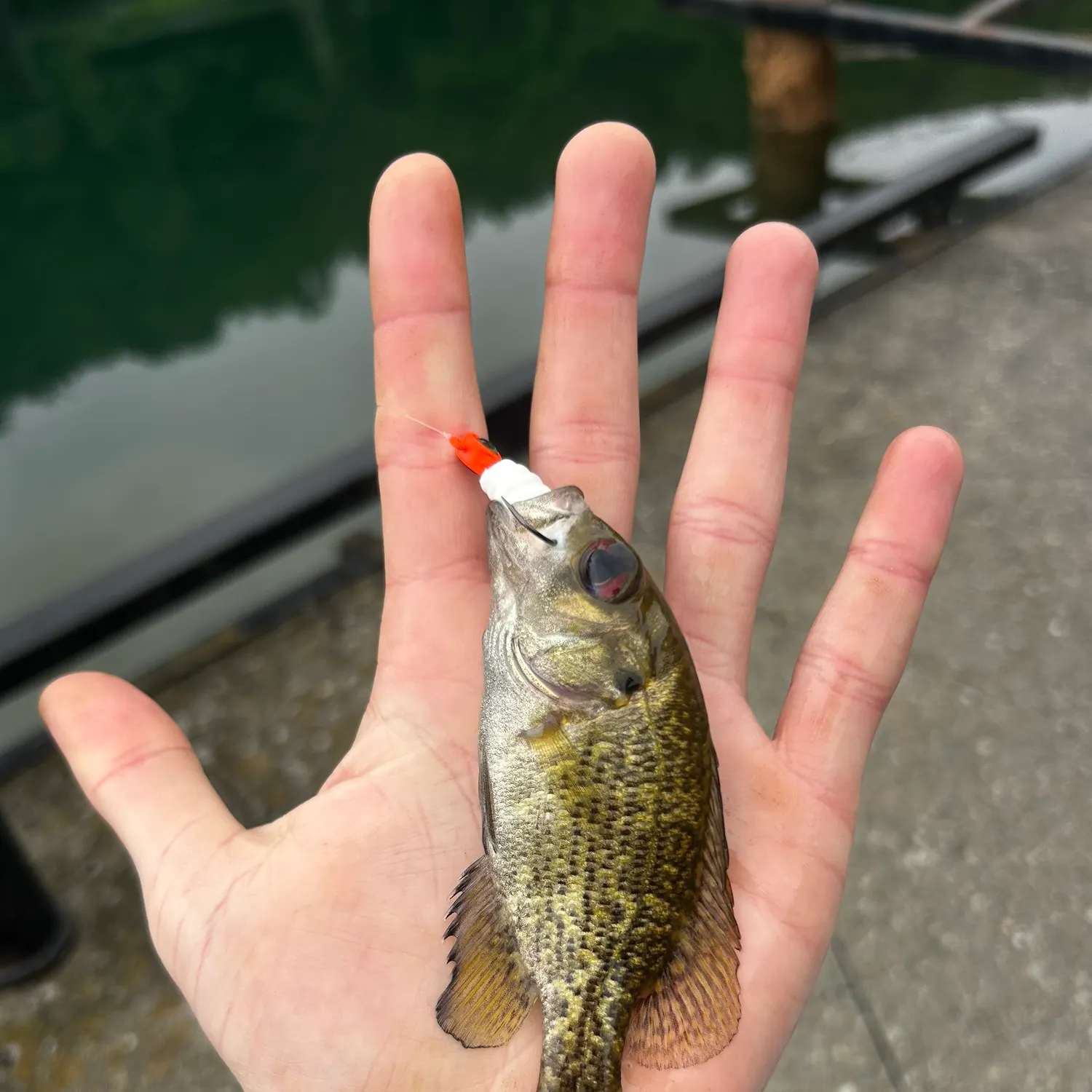 The most recent Shadow bass catches on Fishbrain