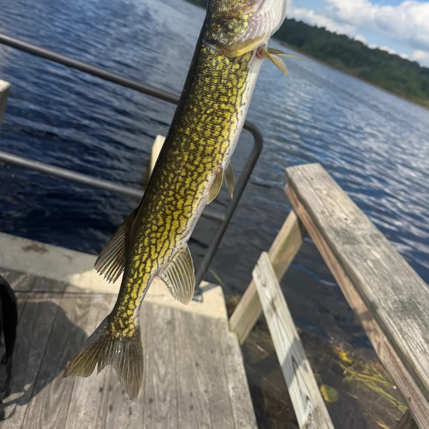 Chain pickerel caught on Fishbrain
