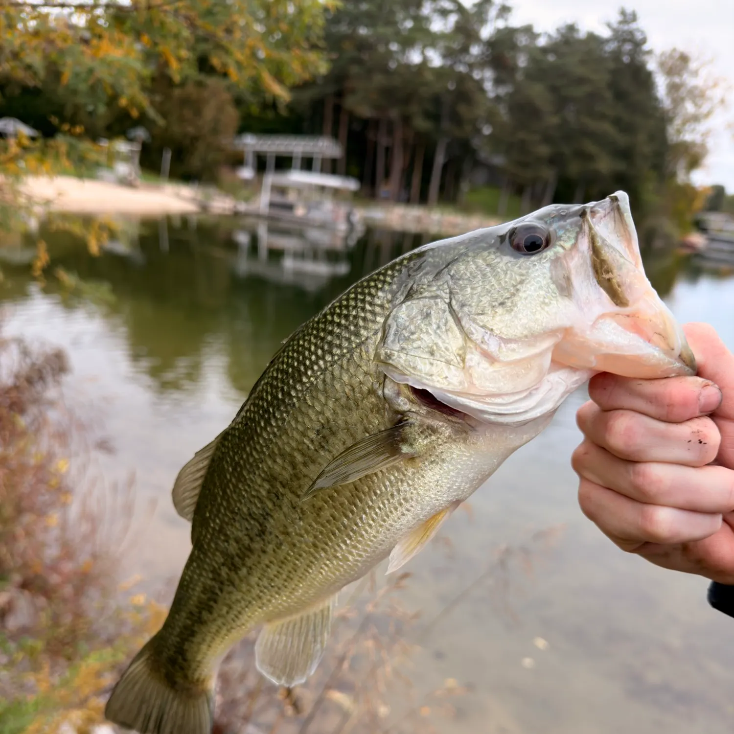 Largemouth bass caught on Fishbrain