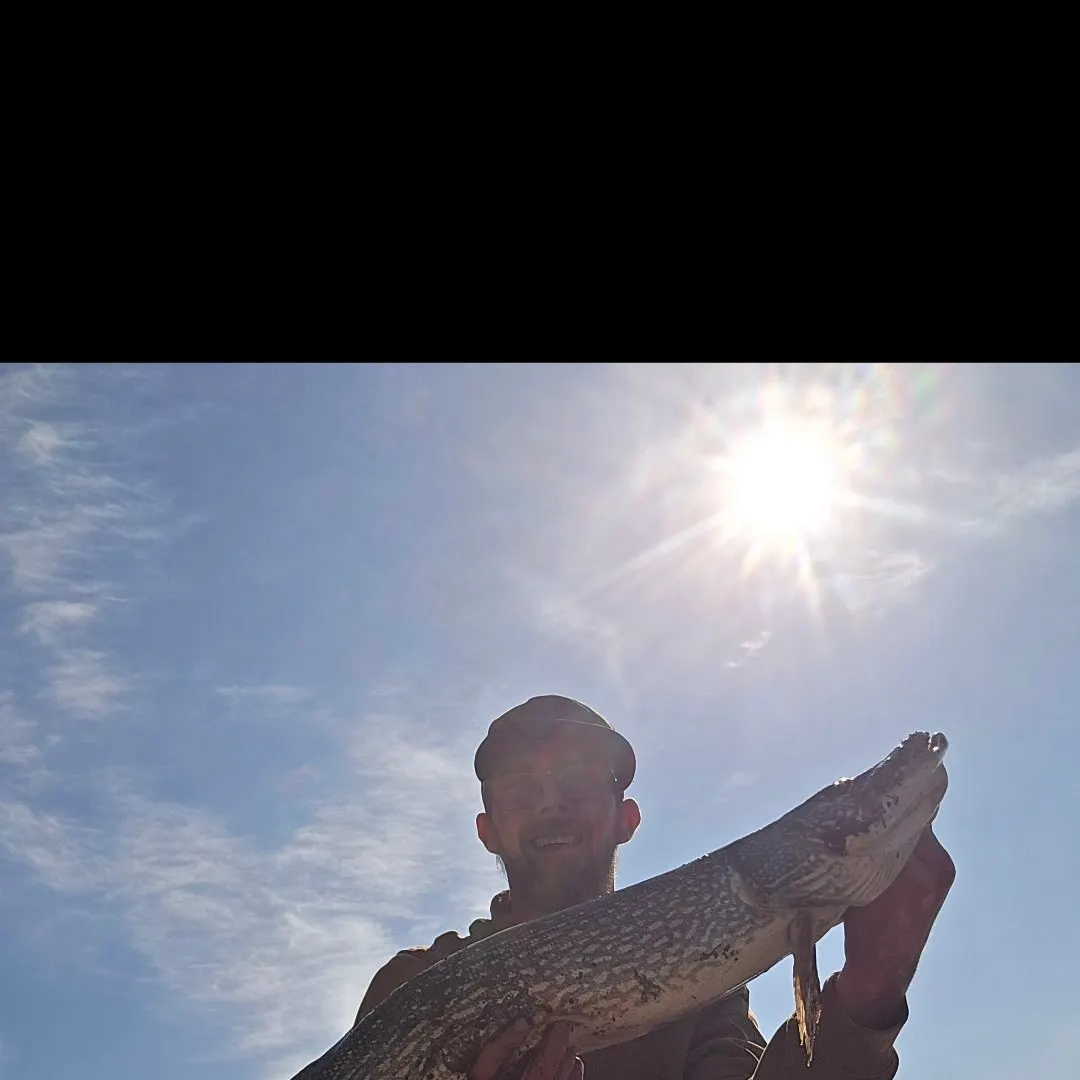 Northern pike caught on Fishbrain