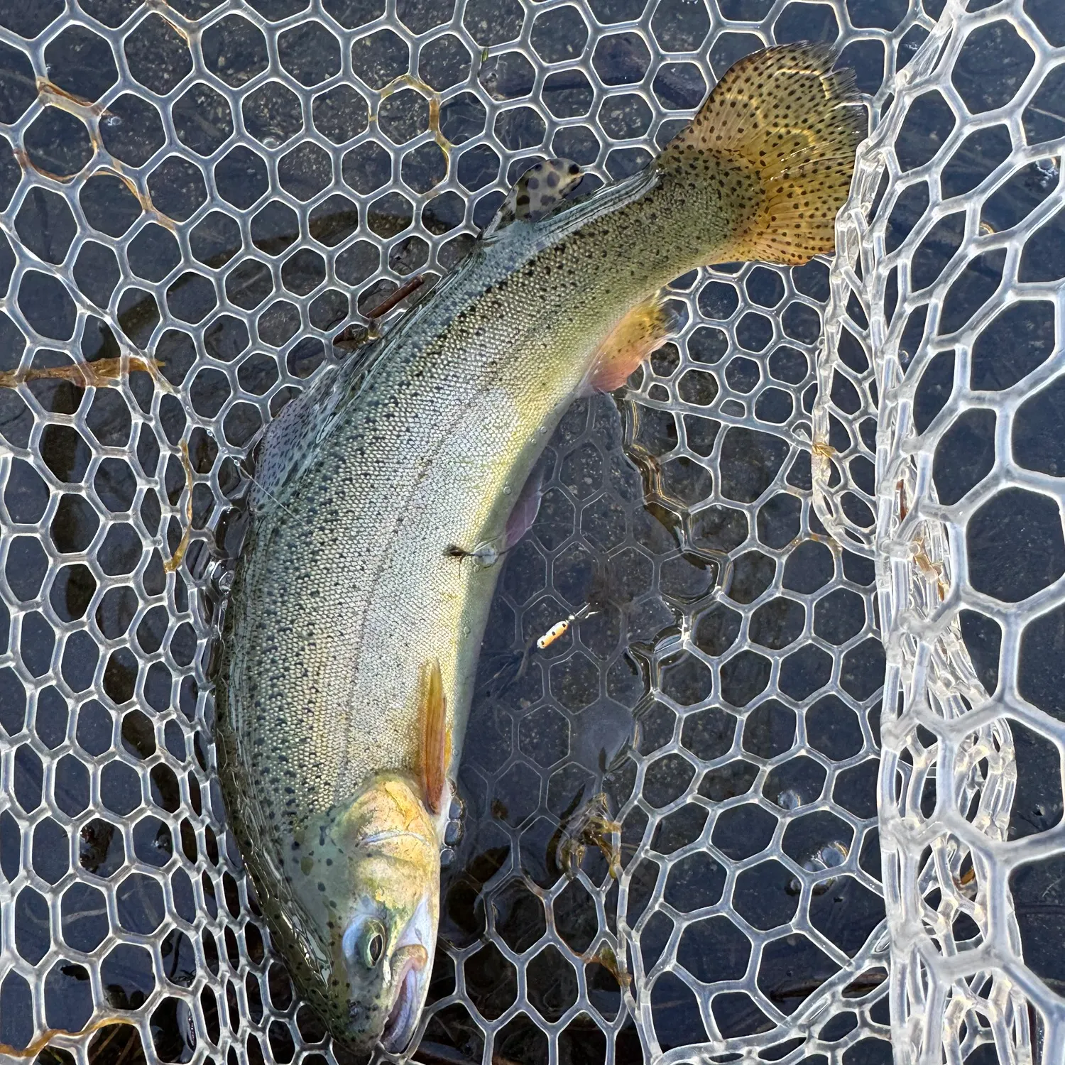 The most recent Gila trout catches on Fishbrain