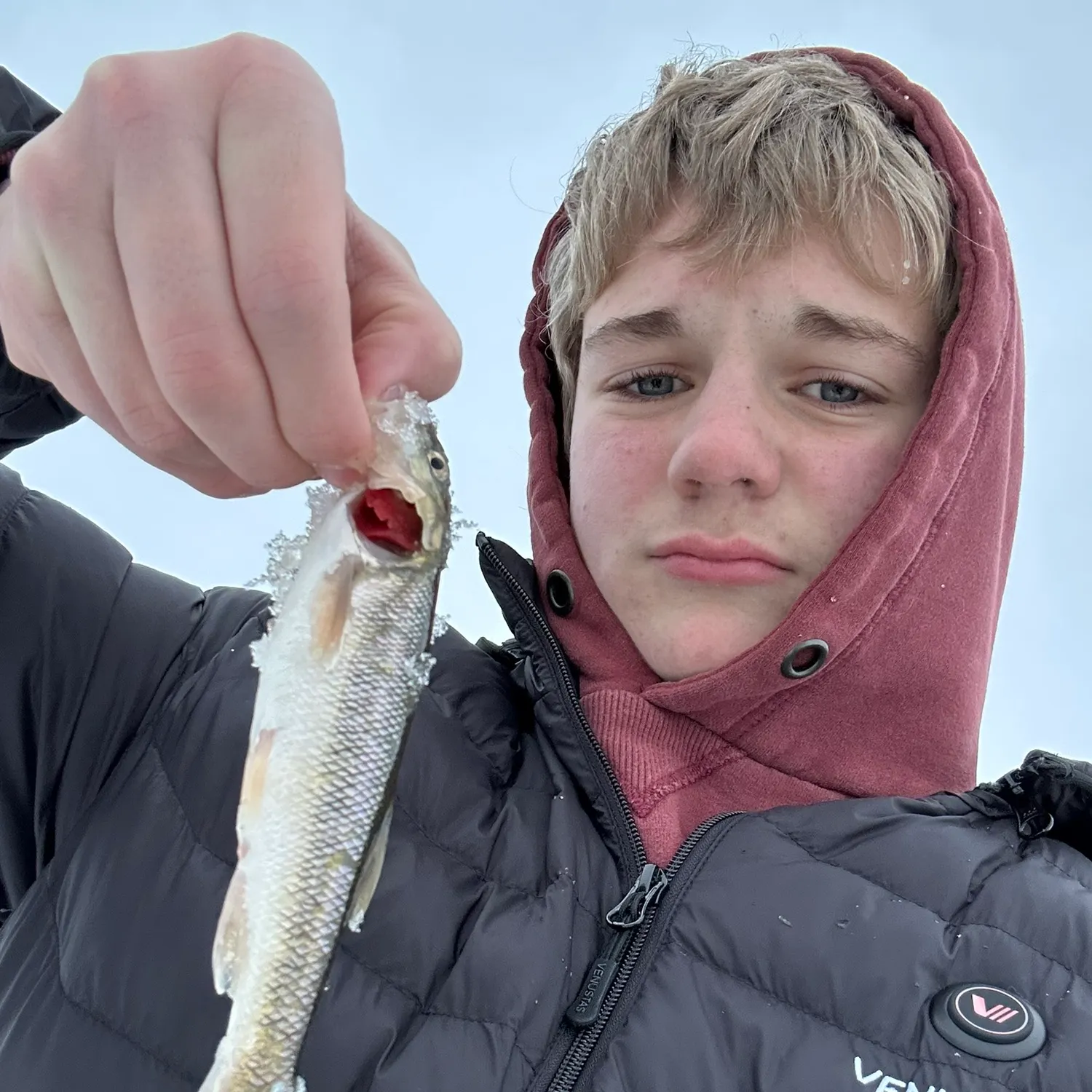 The most recent Great white shark catches on Fishbrain