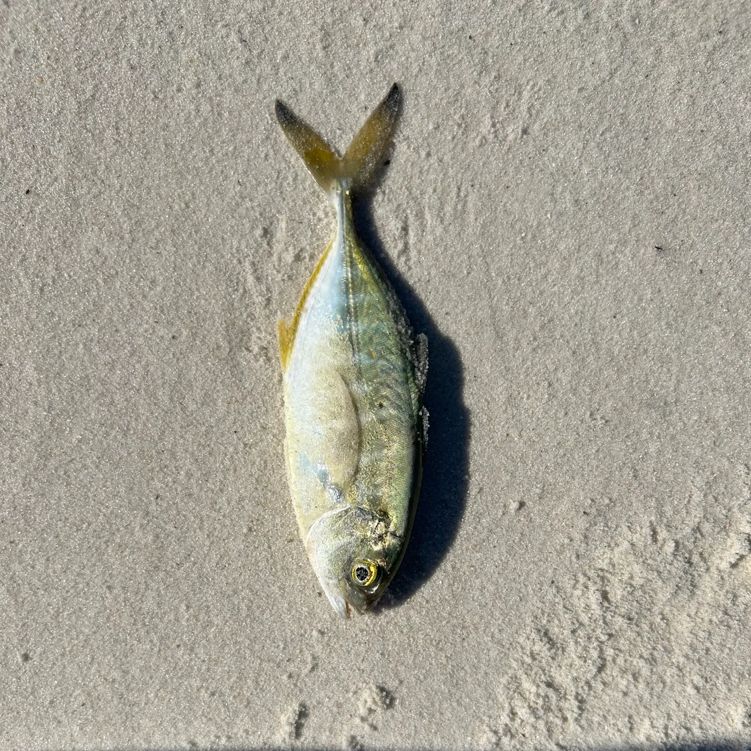 The most recent Blue runner catches on Fishbrain