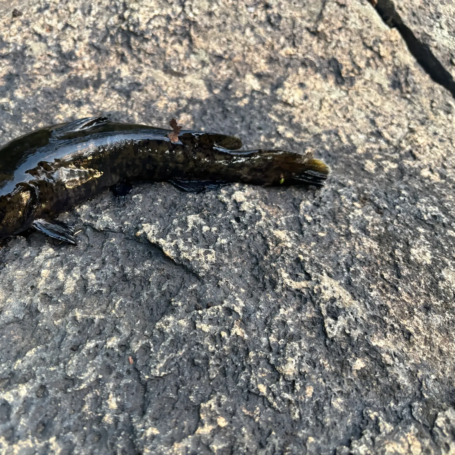 Flathead catfish caught on Fishbrain