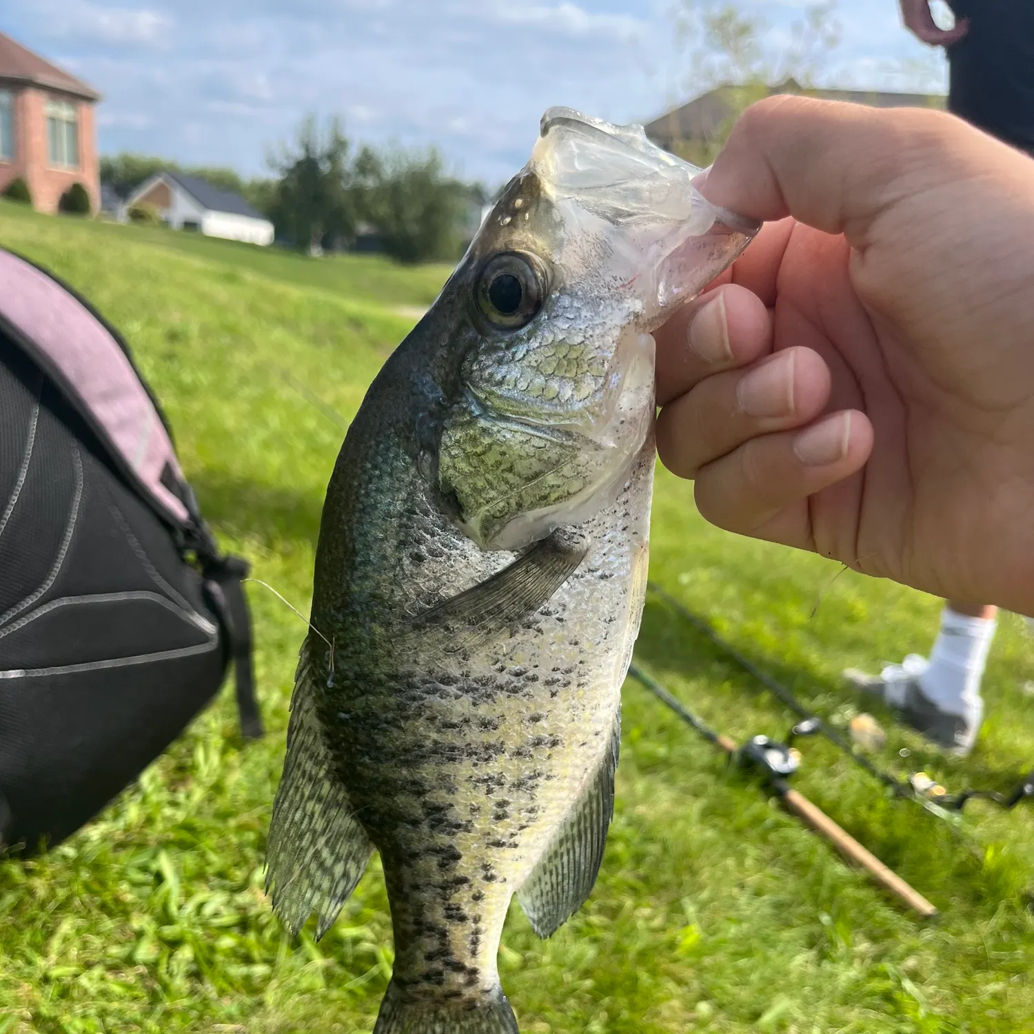 White crappie caught on Fishbrain