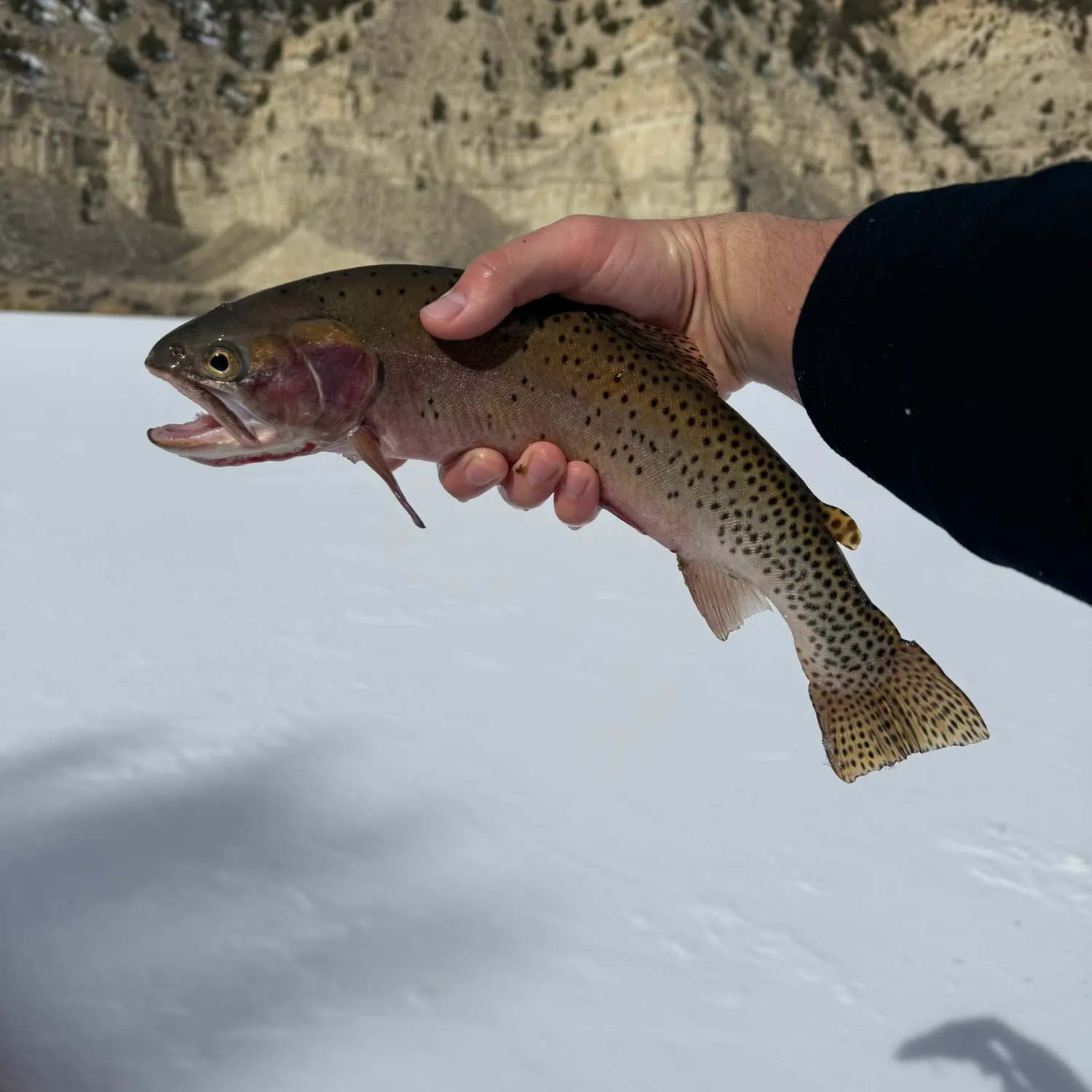 The most recent Colorado river cutthroat trout catches on Fishbrain