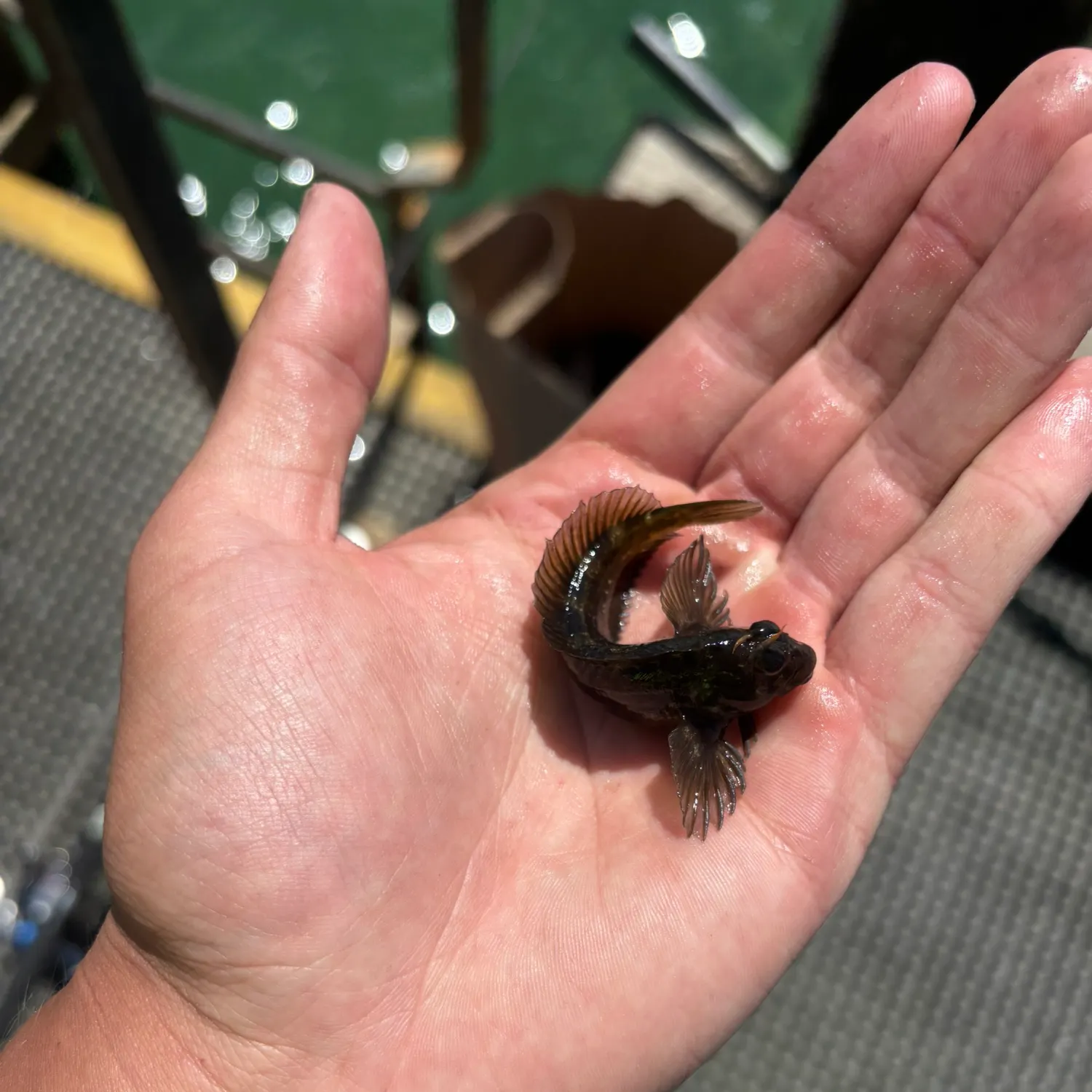 The most recent Tompot blenny catches on Fishbrain