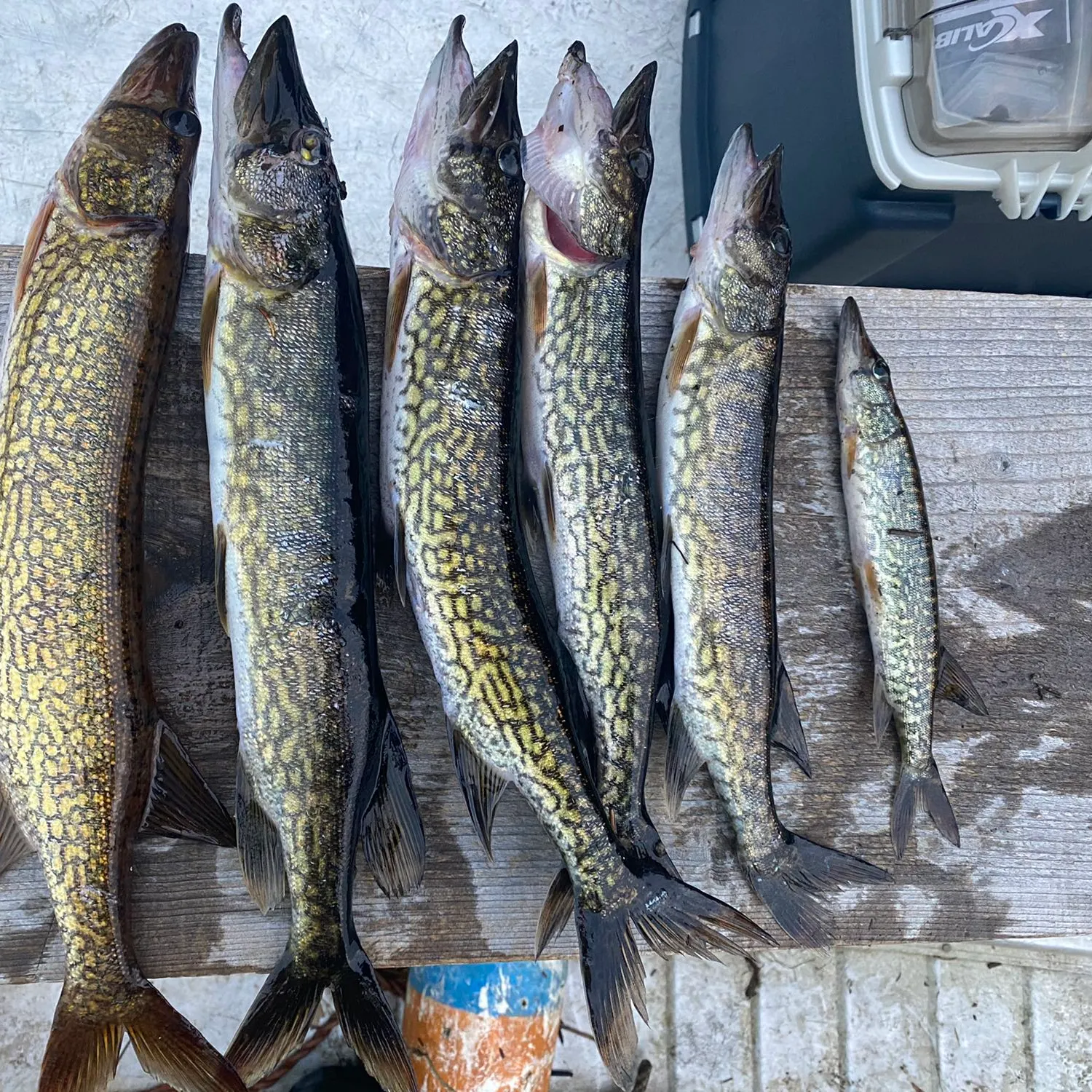 recently logged catches