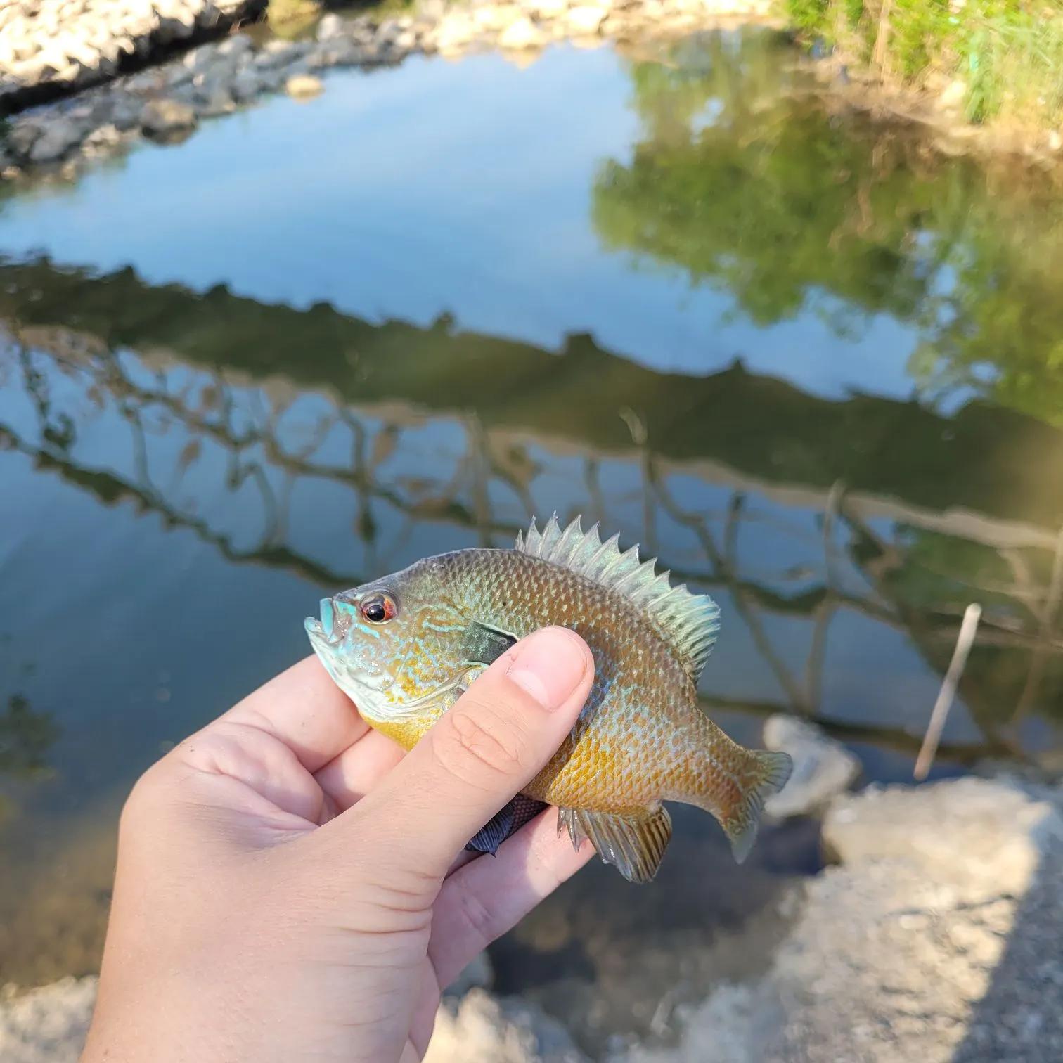 The most recent Longear sunfish catches on Fishbrain