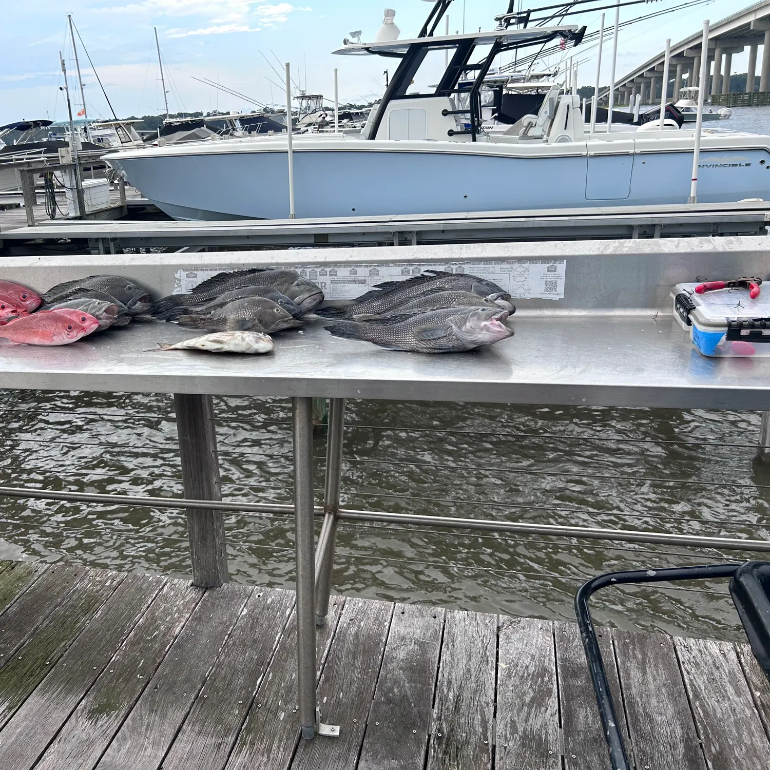 Fish caught on Fishbrain
