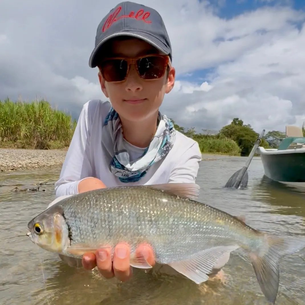 The most recent Machaca catches on Fishbrain