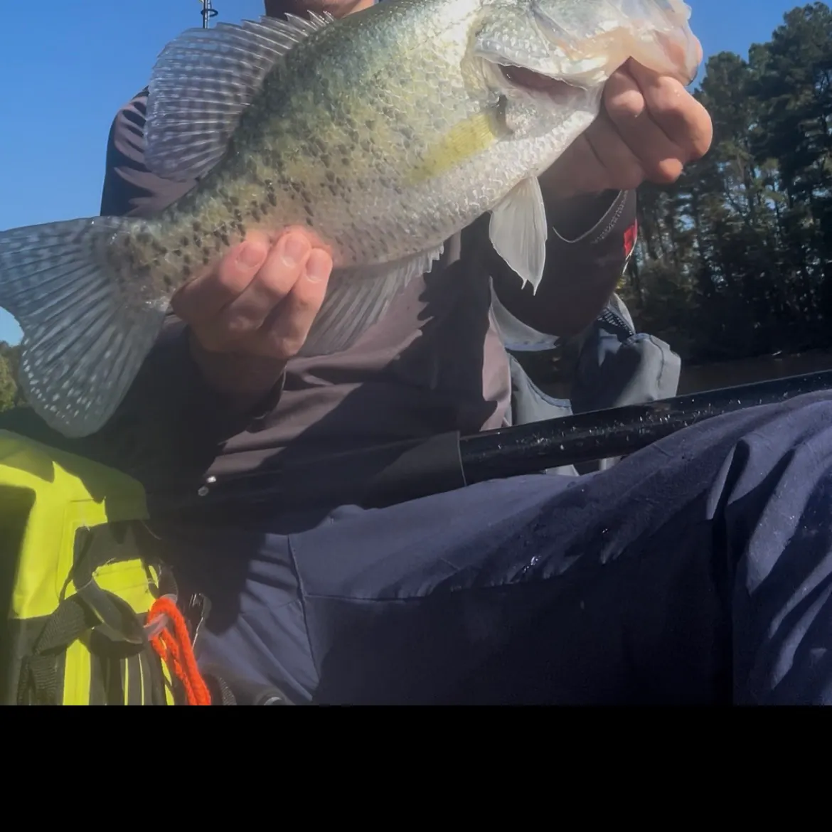 White crappie caught on Fishbrain