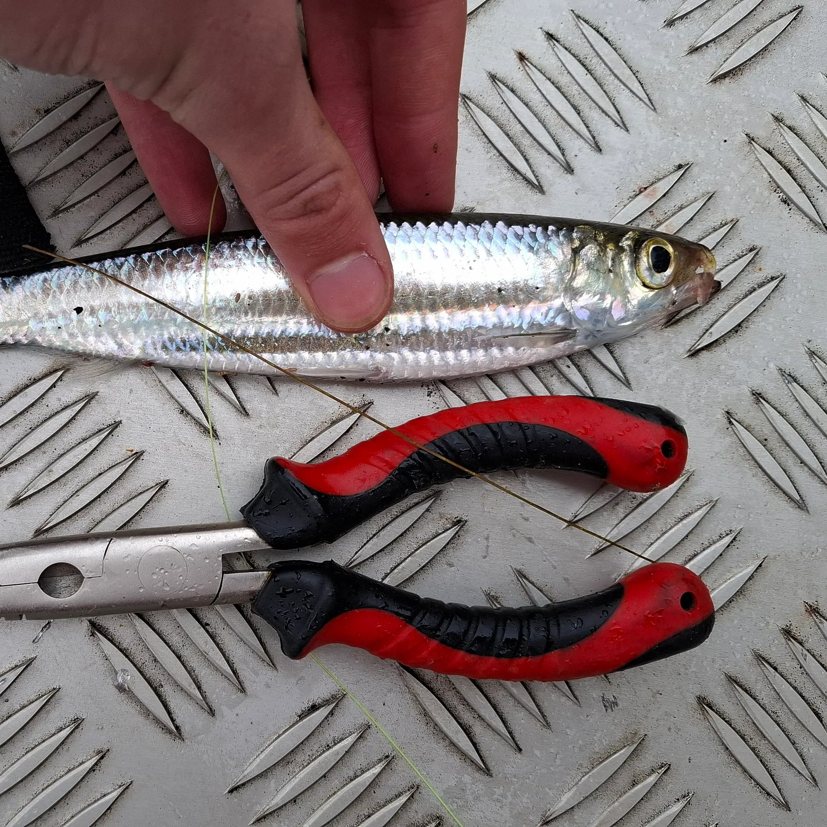 Fish caught on Fishbrain