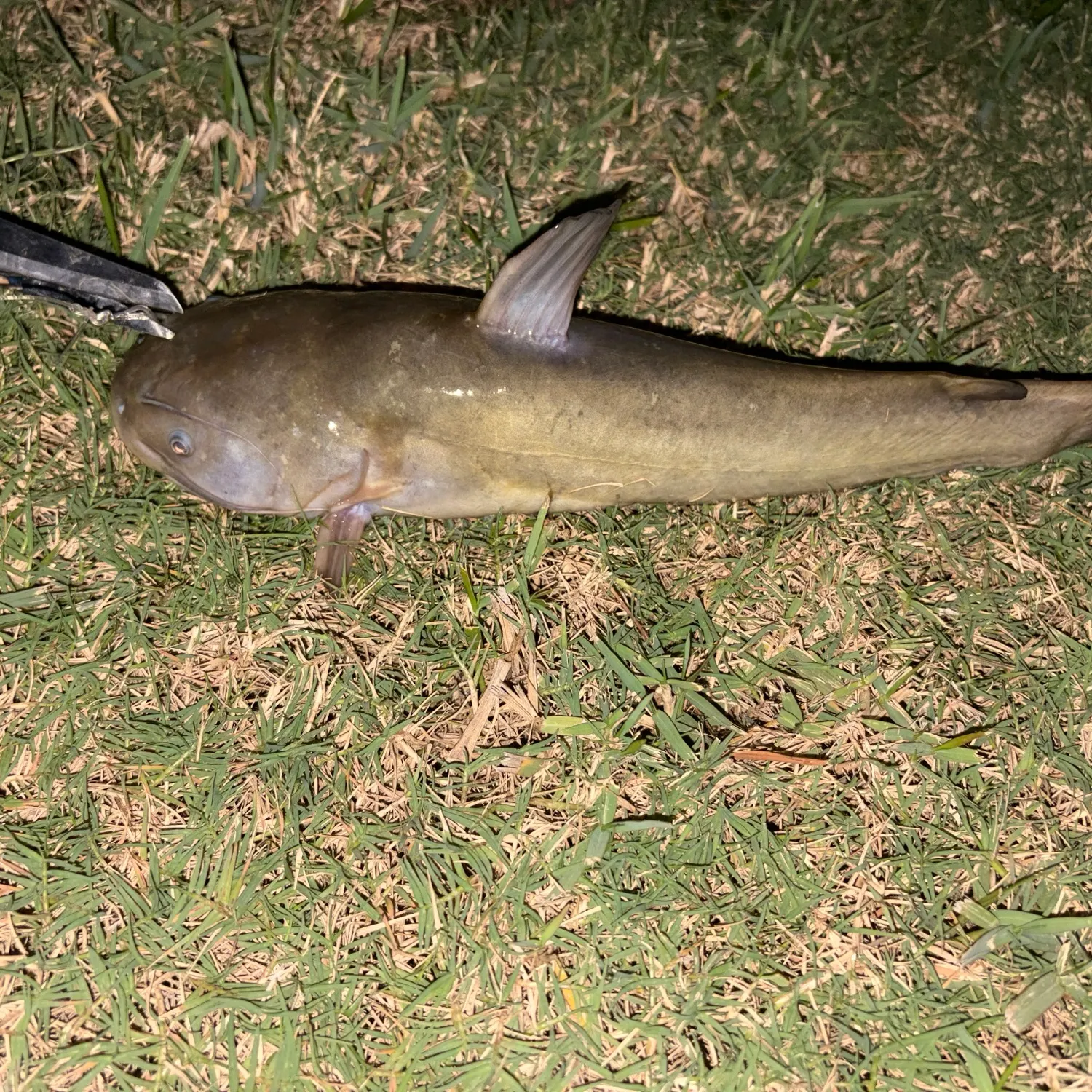 Yellow bullhead caught on Fishbrain