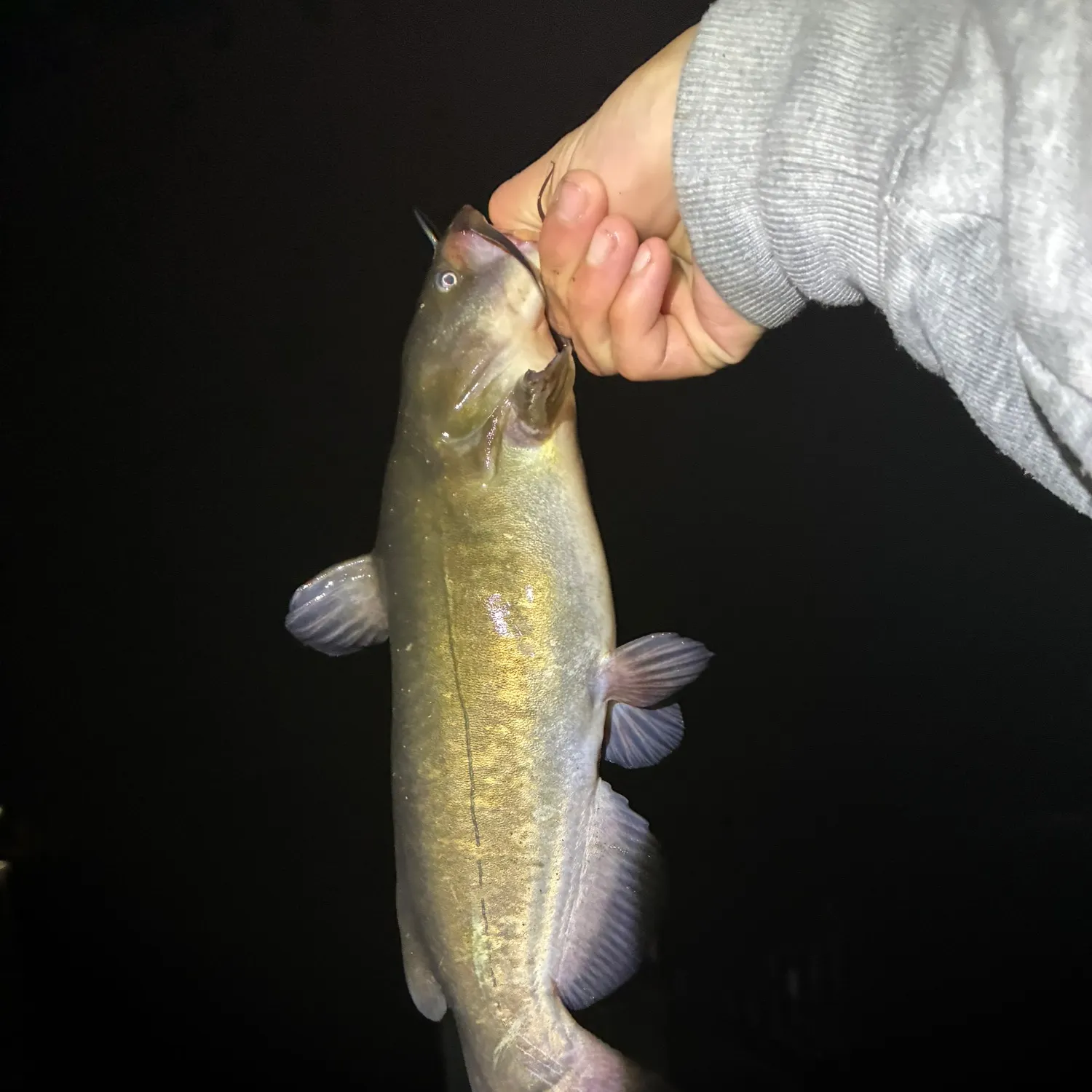 Brown bullhead caught on Fishbrain