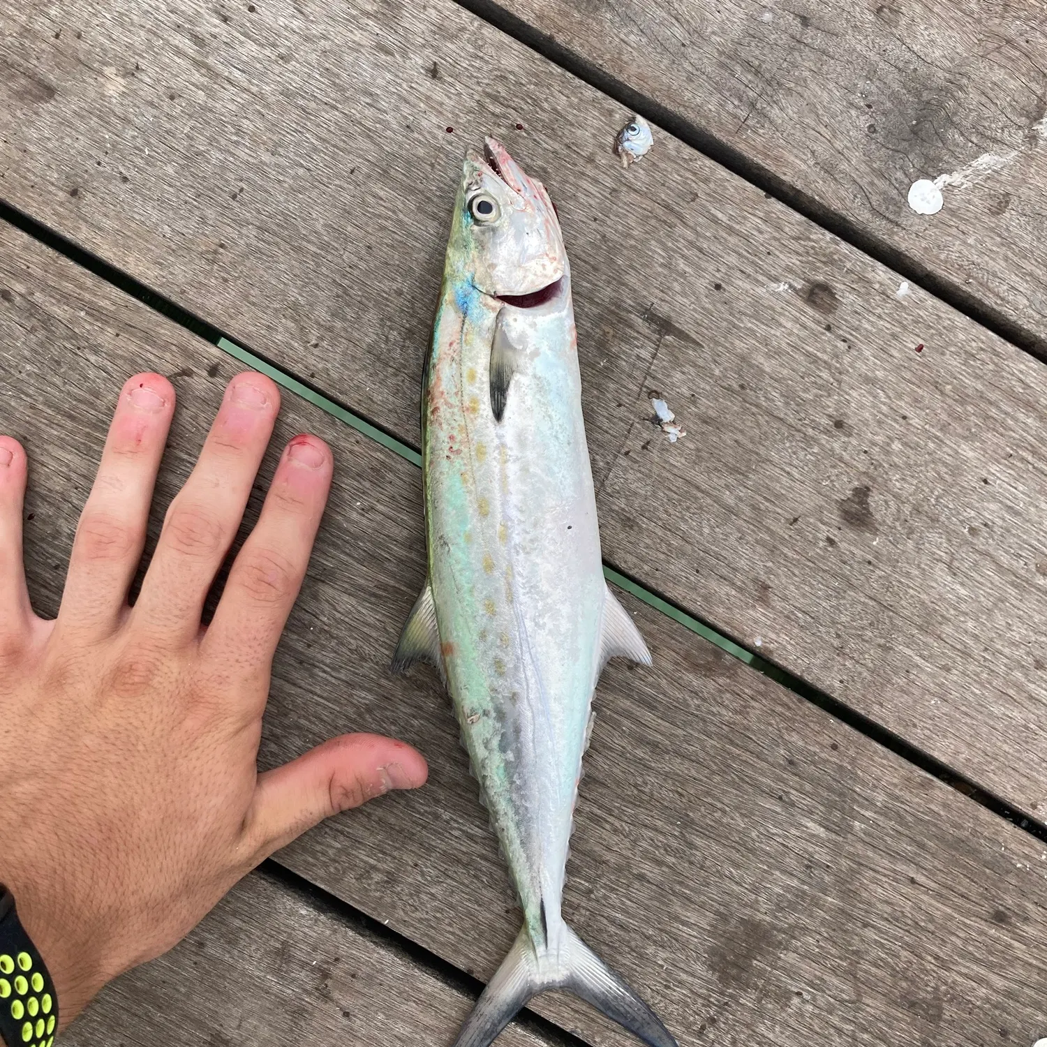 Spanish mackerel caught on Fishbrain