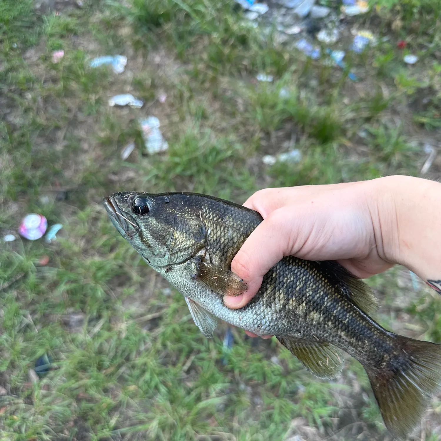 The most recent Suwannee bass catches on Fishbrain