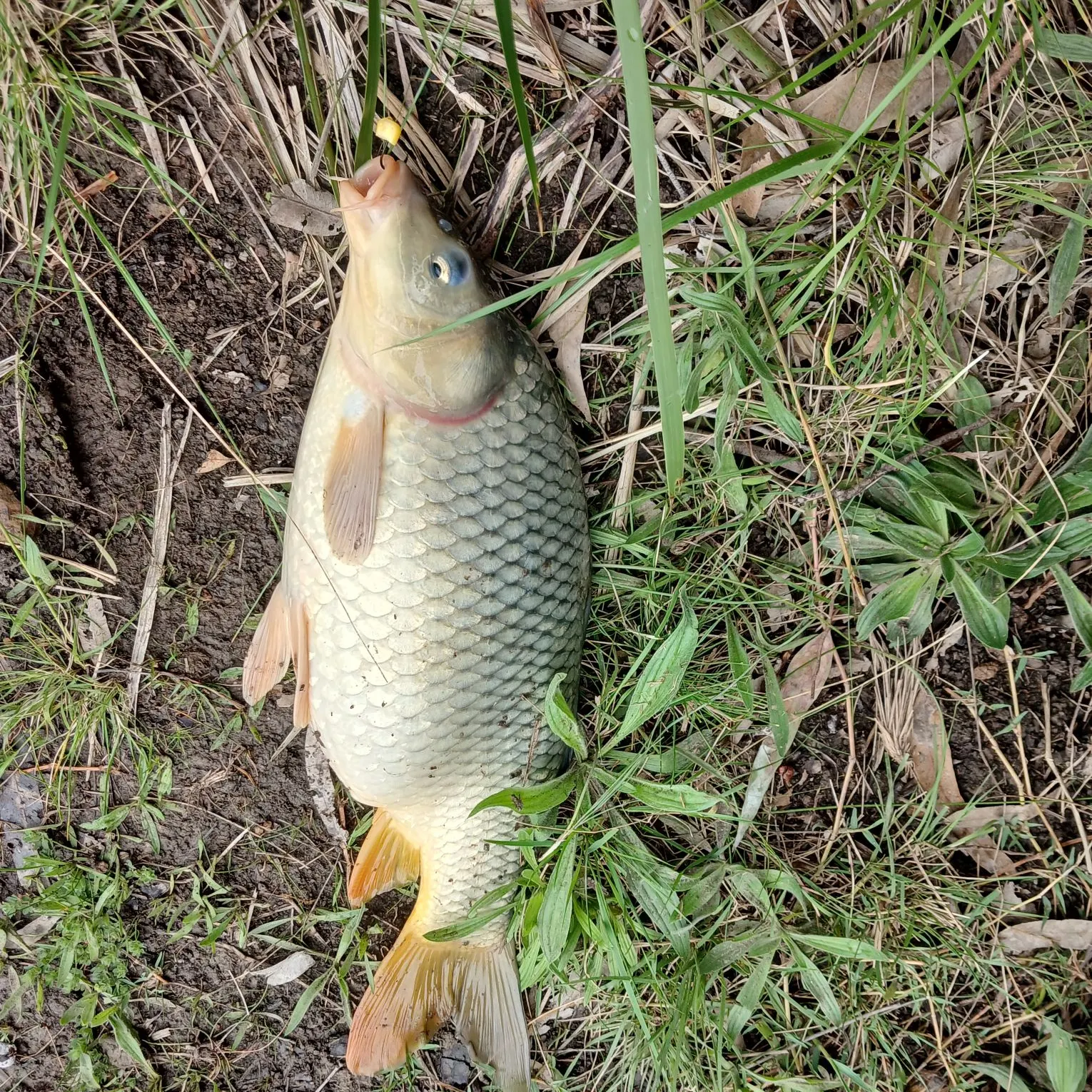 Common carp caught on Fishbrain
