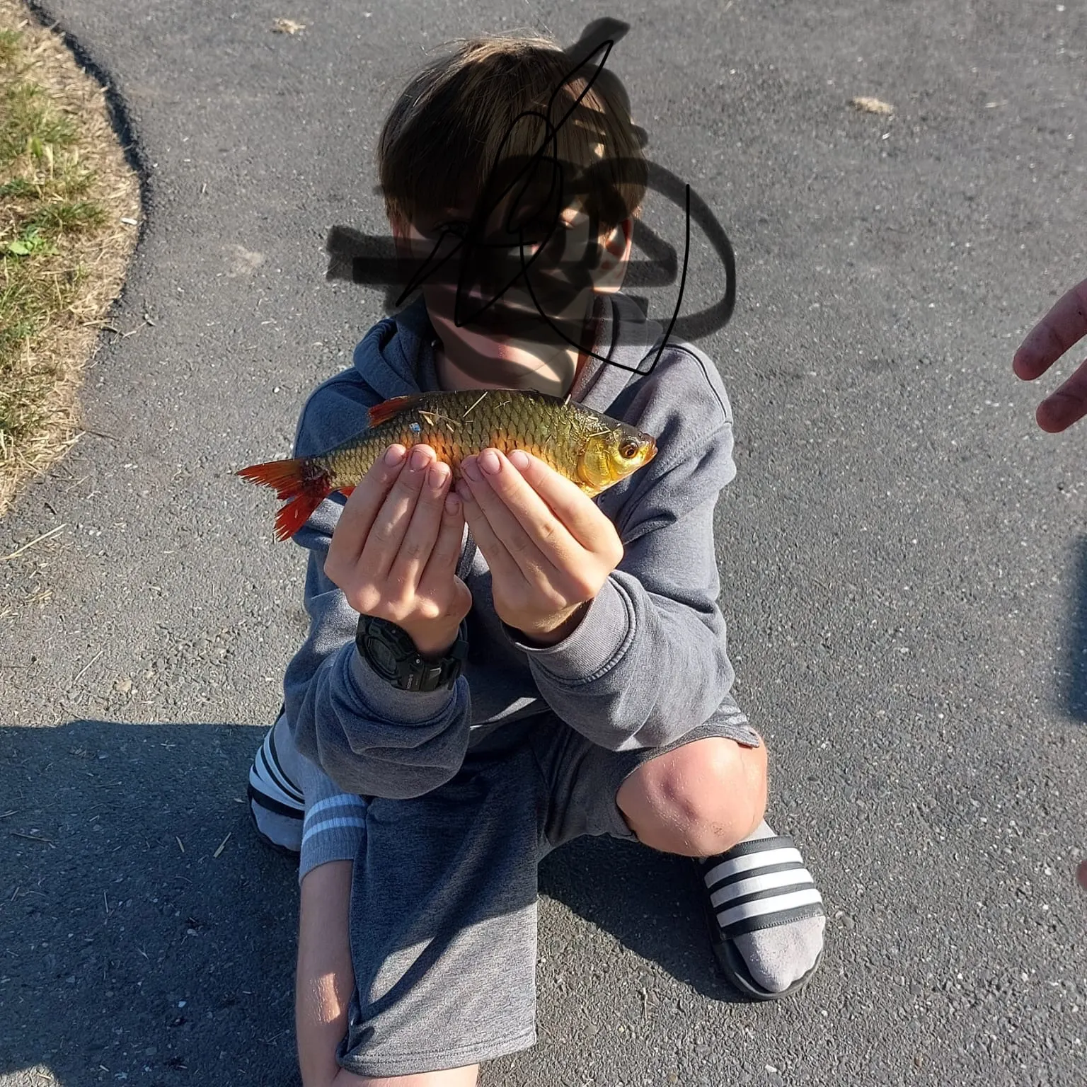 Common rudd caught on Fishbrain
