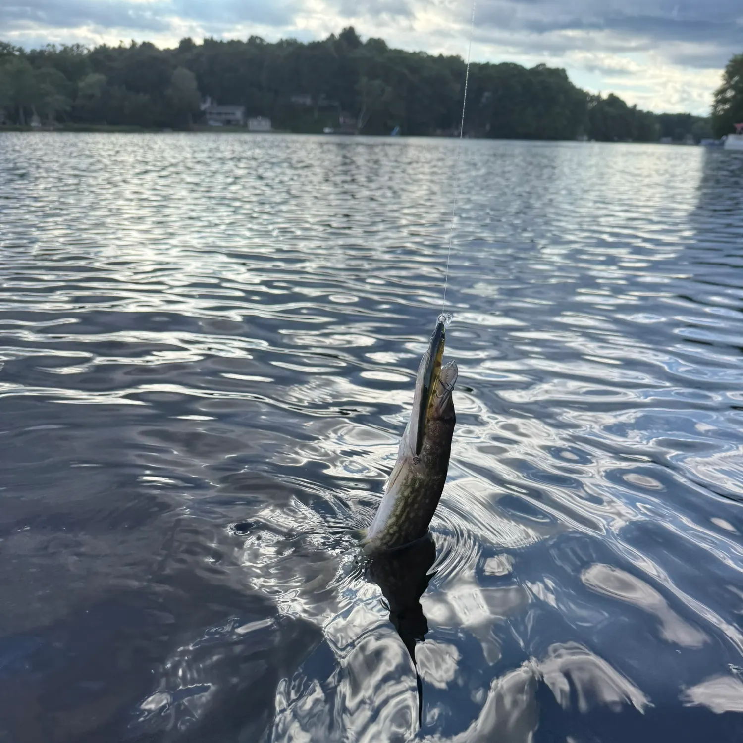 Chain pickerel caught on Fishbrain