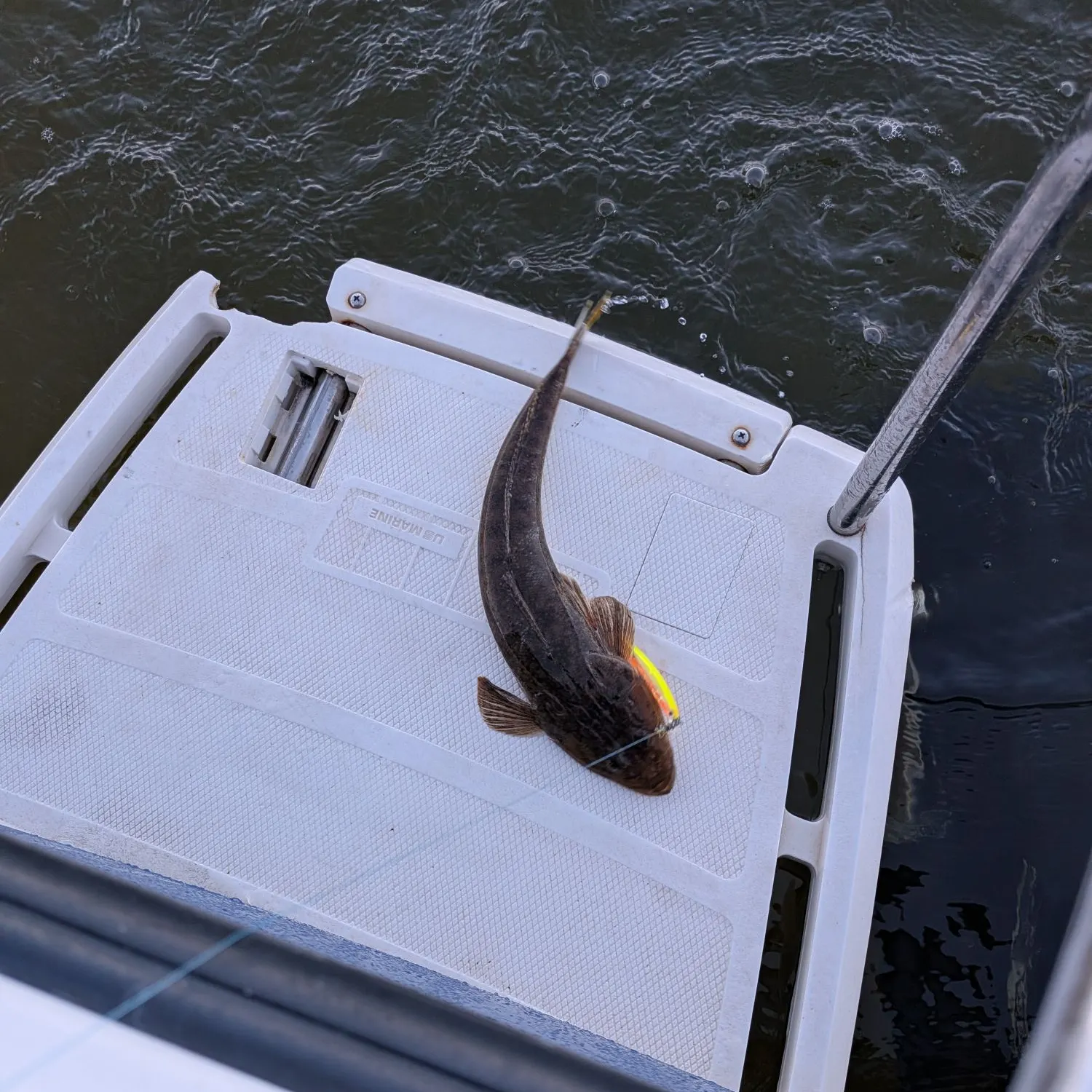 The most recent Bartail flathead catches on Fishbrain