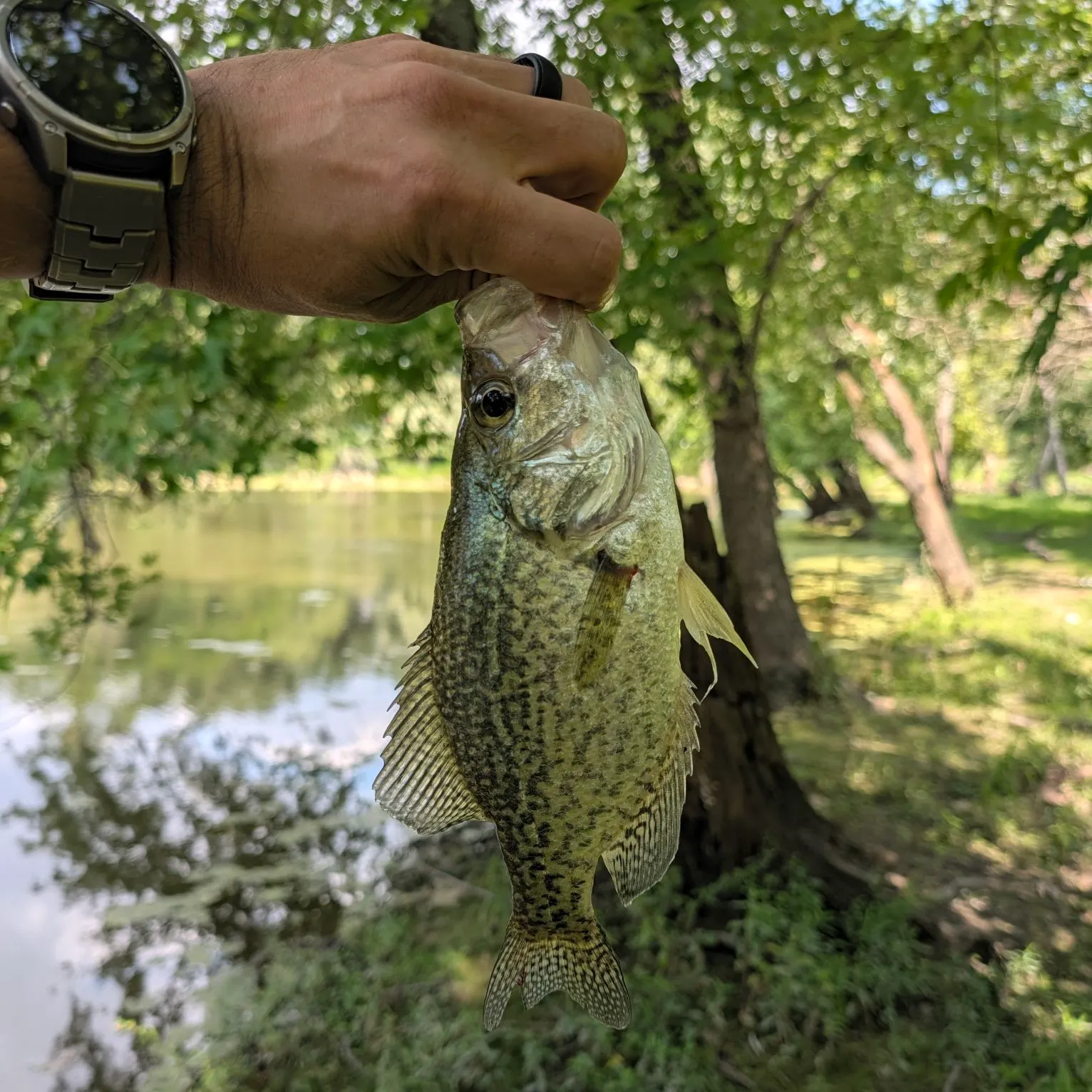 Black crappie caught on Fishbrain