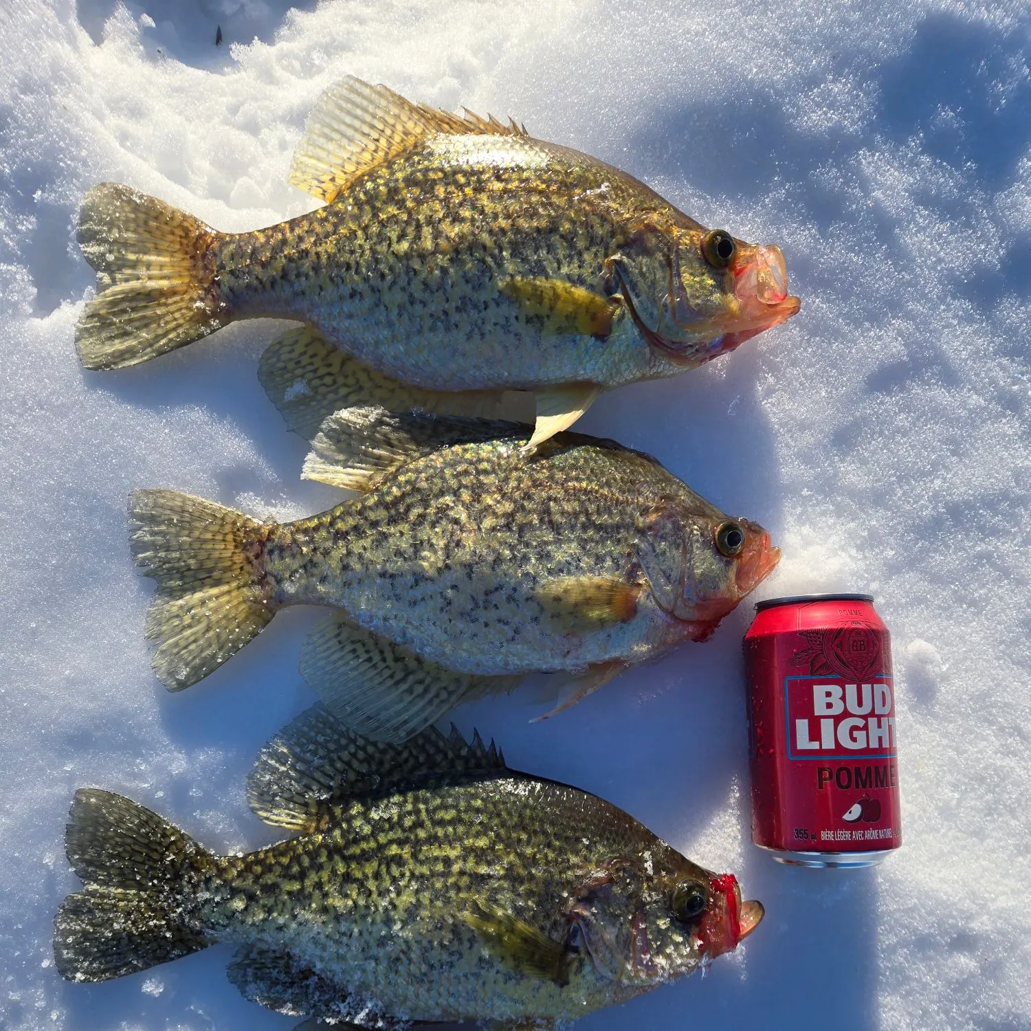 recently logged catches