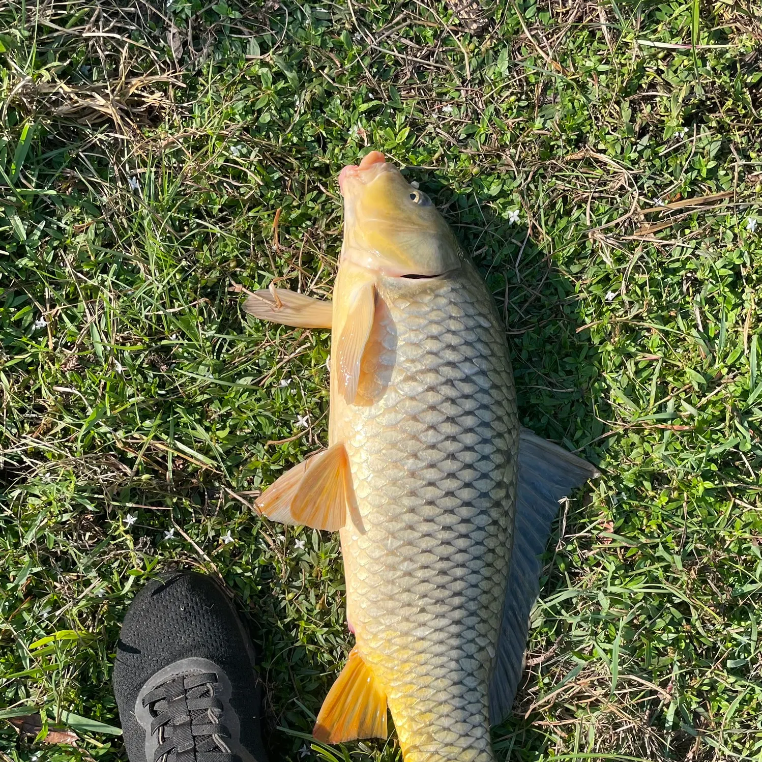 Common carp caught on Fishbrain