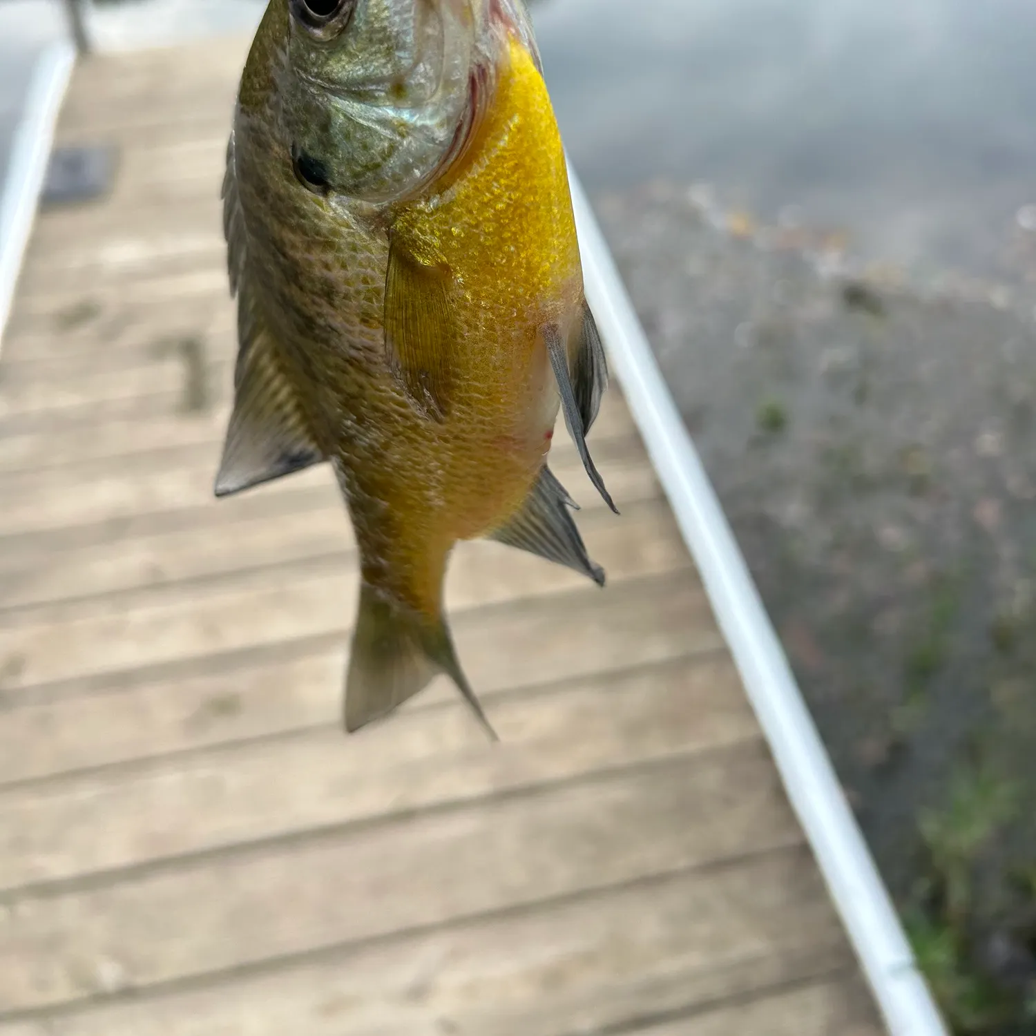 Bluegill caught on Fishbrain