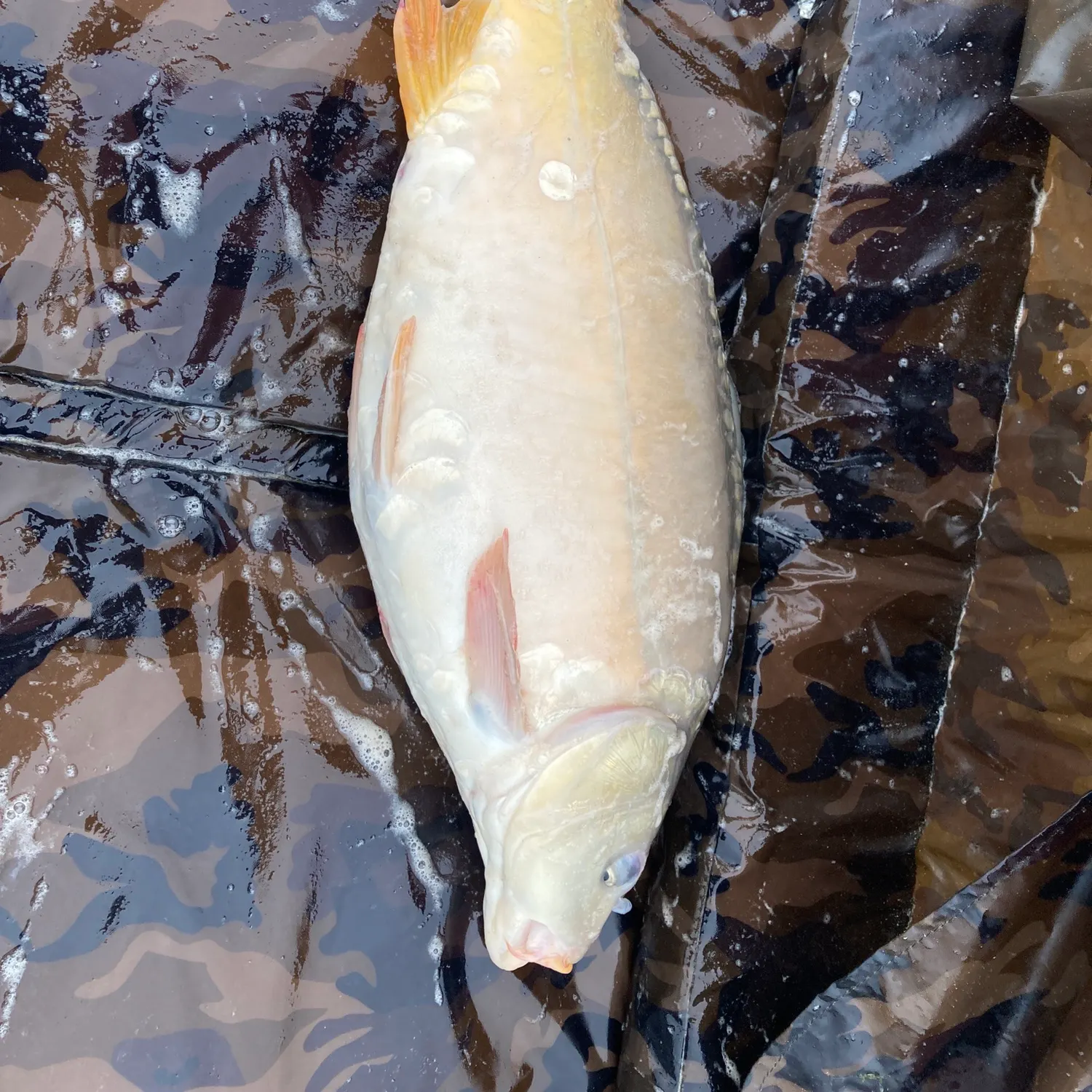 Leather carp caught on Fishbrain
