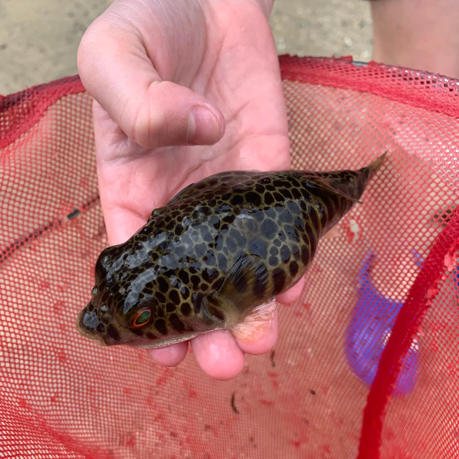 The most recent Common toadfish catches on Fishbrain