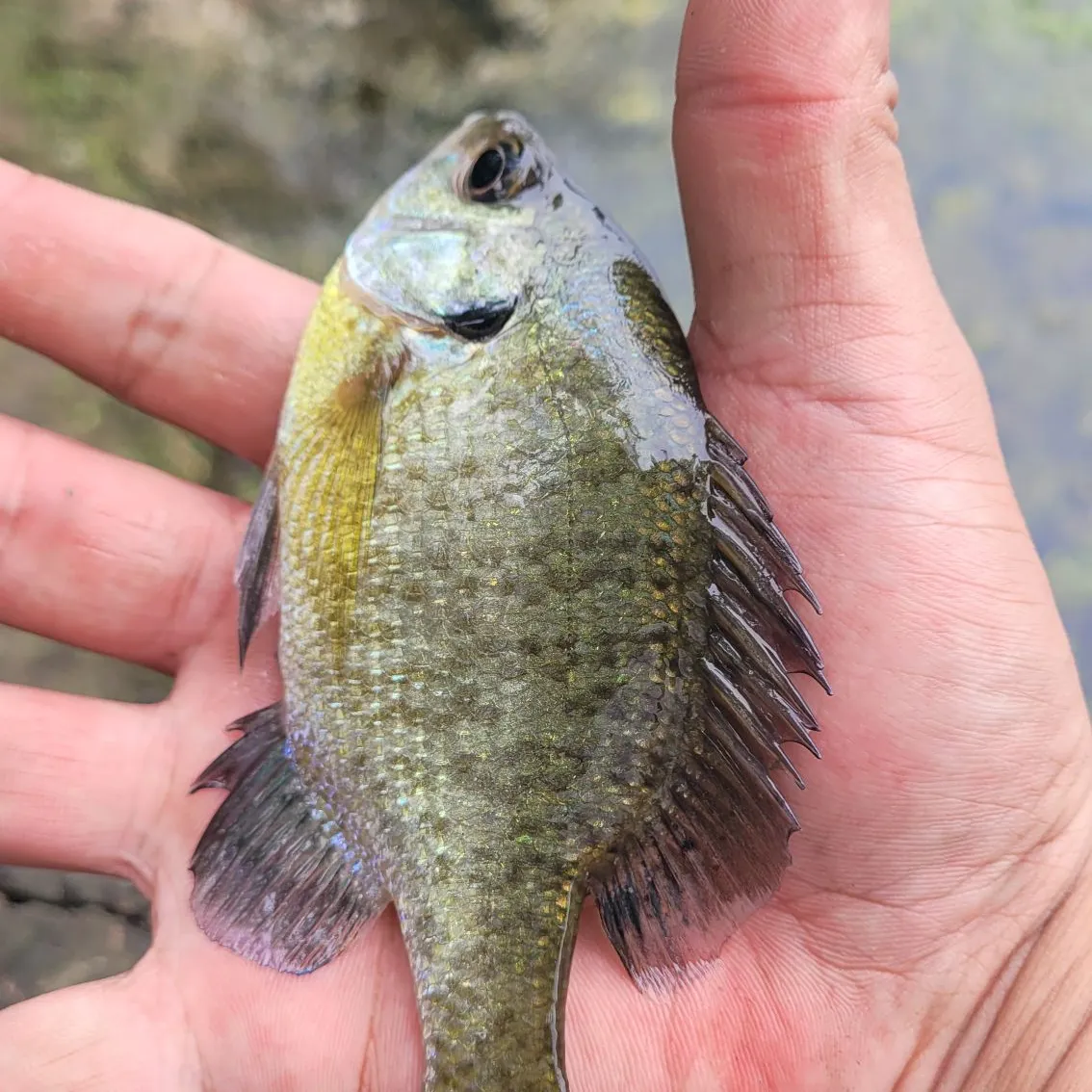 Bluegill caught on Fishbrain