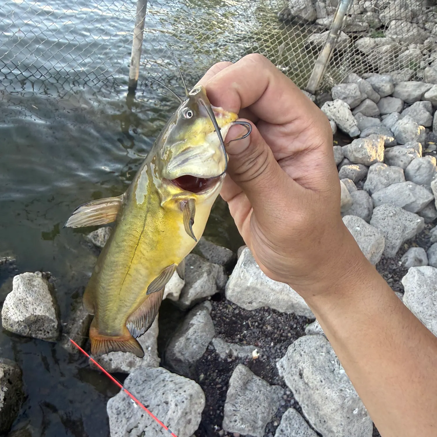 catch