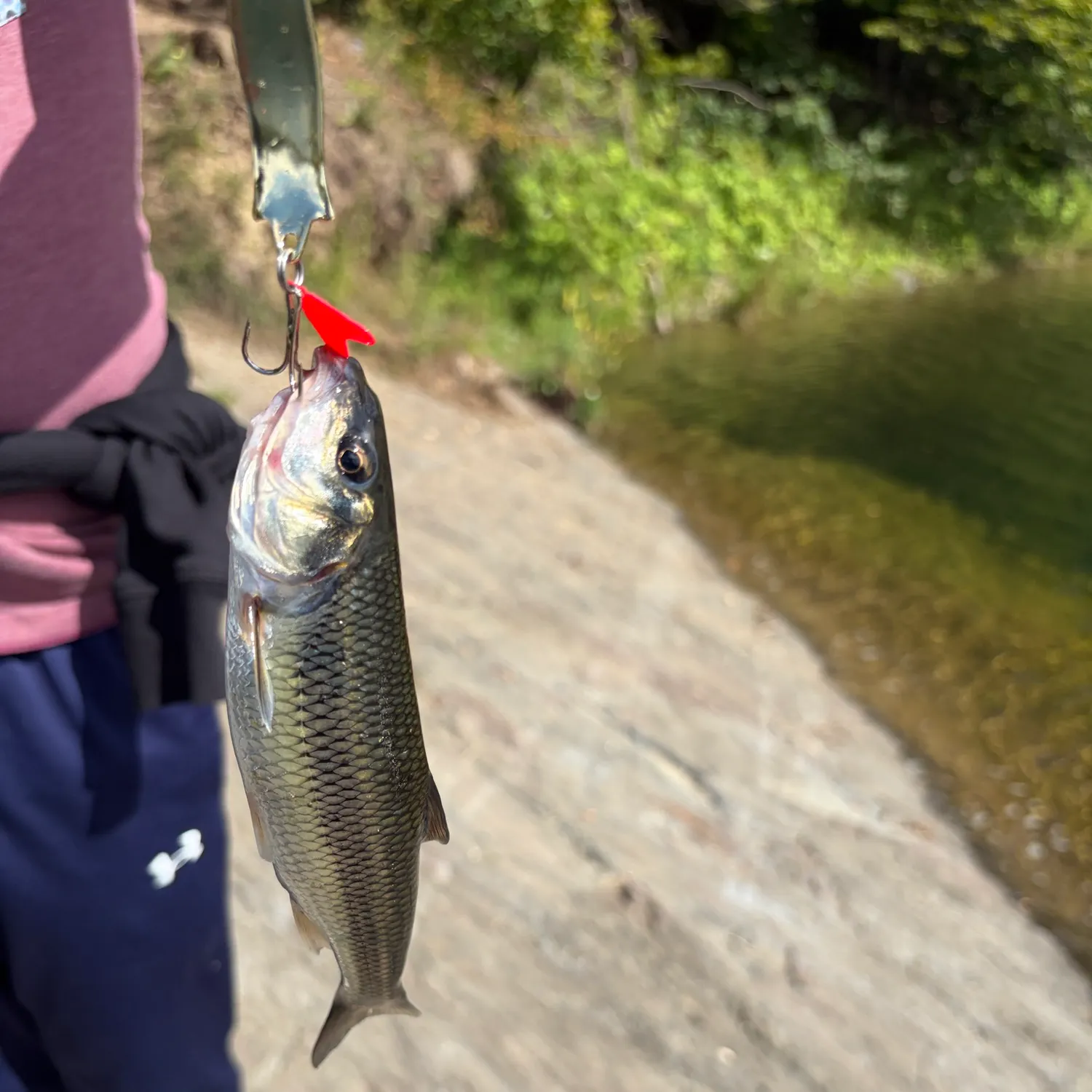 Fallfish caught on Fishbrain