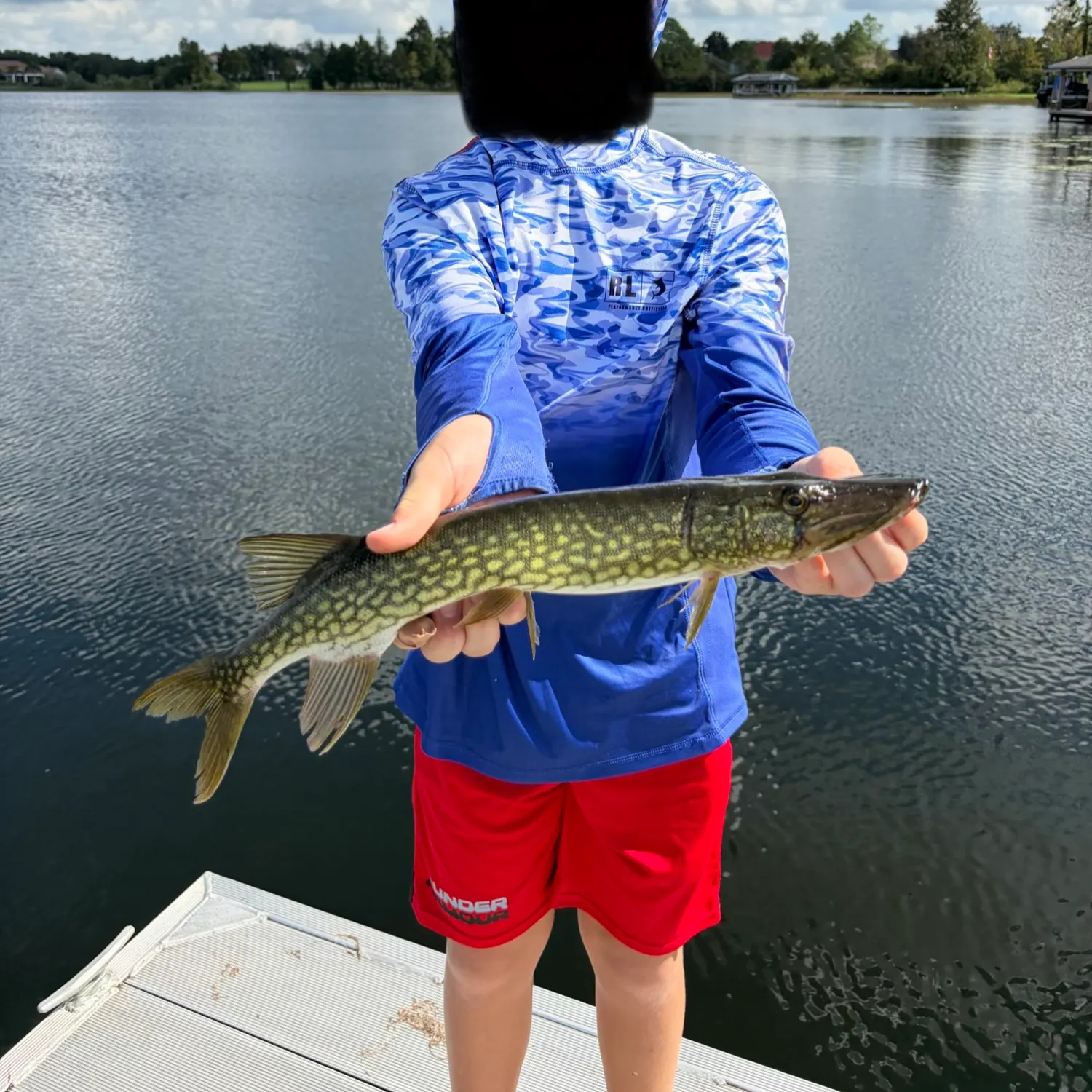 Chain pickerel caught on Fishbrain