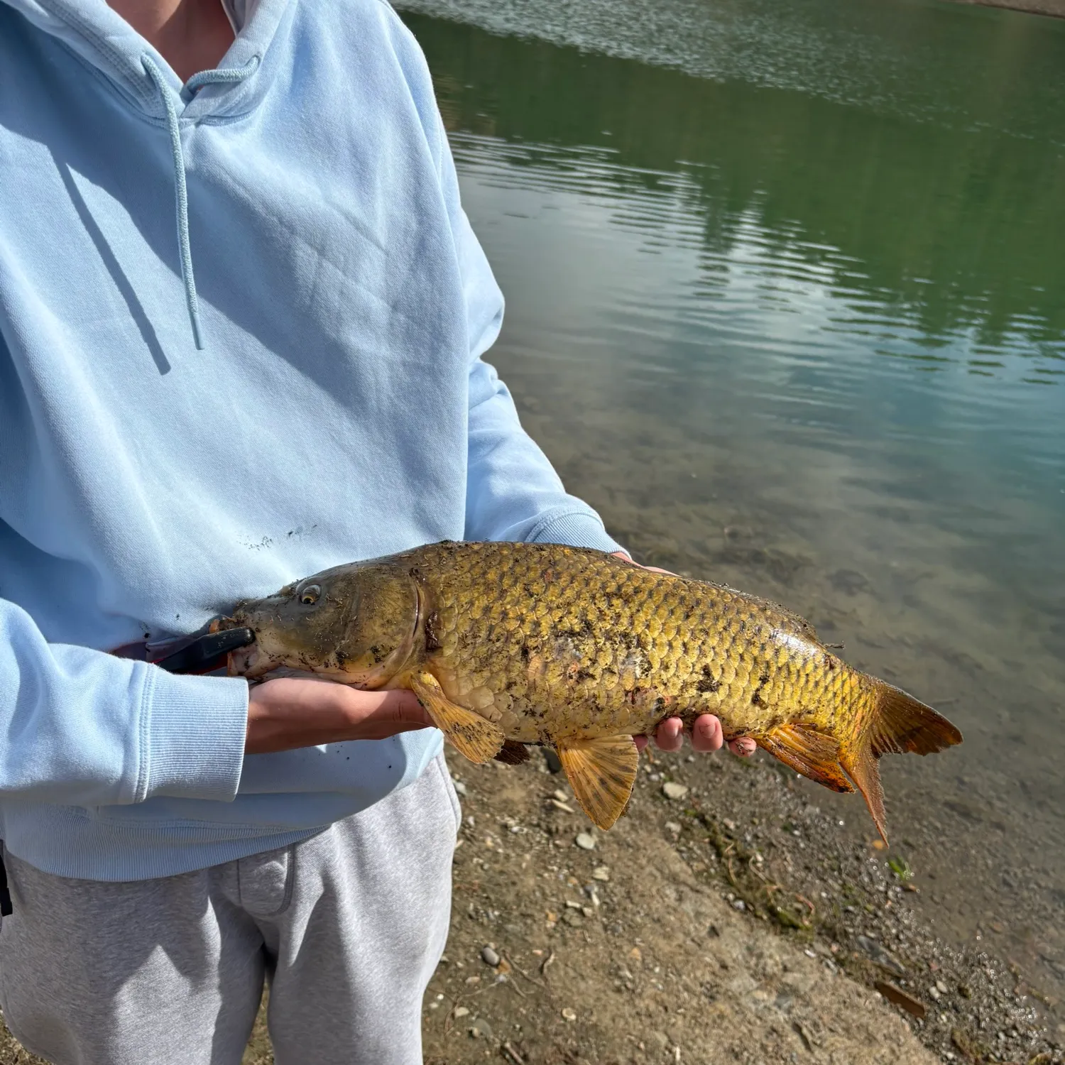 Common carp caught on Fishbrain