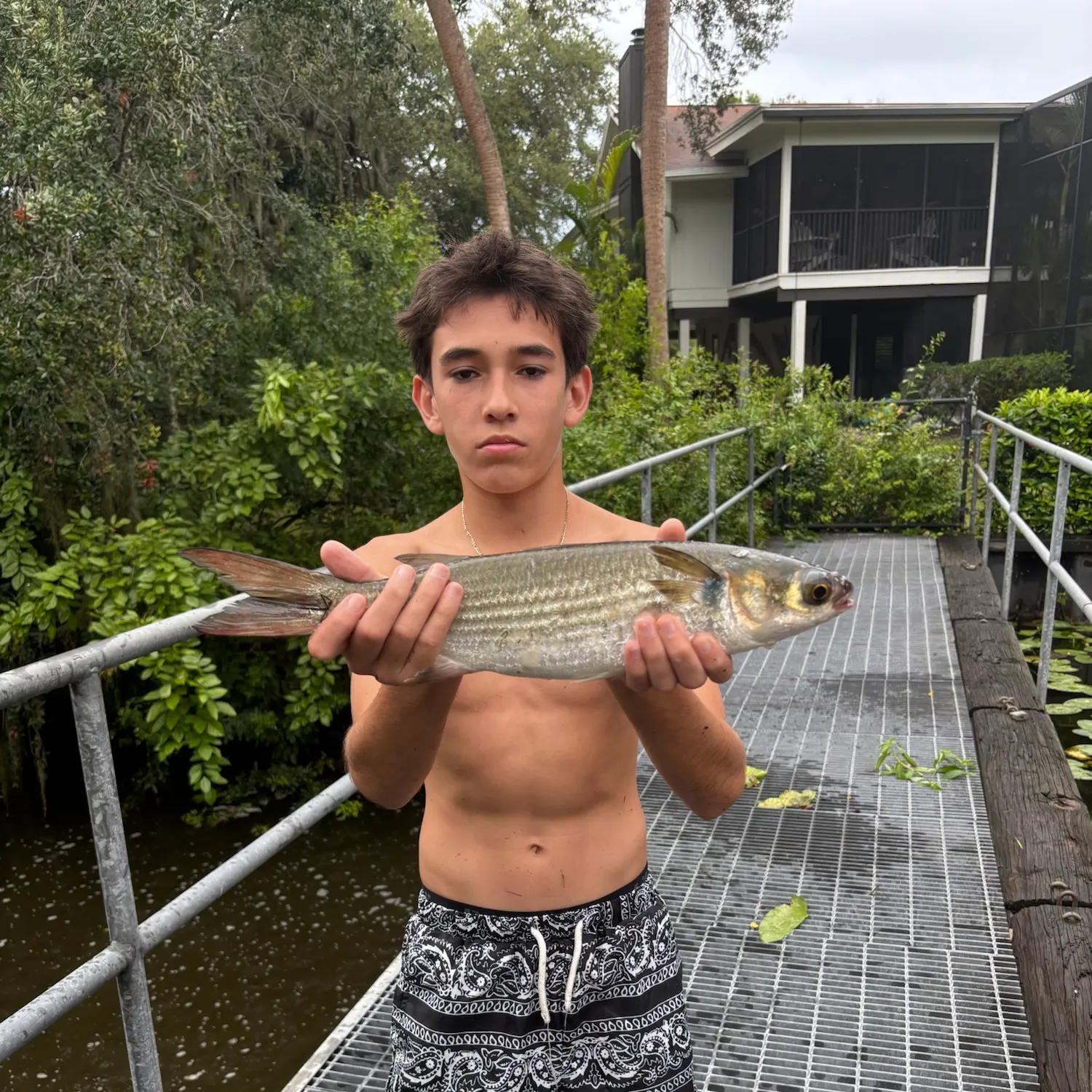 Striped mullet caught on Fishbrain