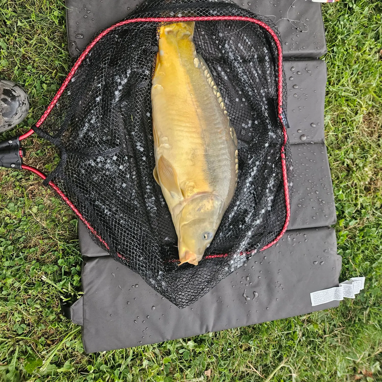 Leather carp caught on Fishbrain
