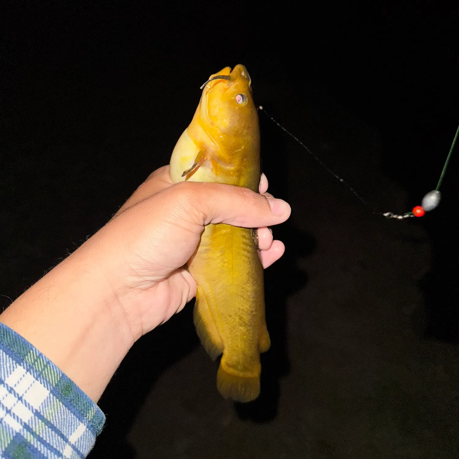The most recent Yellow bullhead catches on Fishbrain