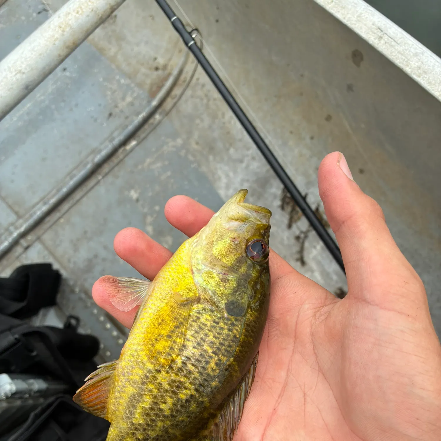 The most recent Warmouth catches on Fishbrain