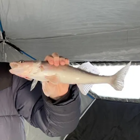 The most recent Sauger catches on Fishbrain