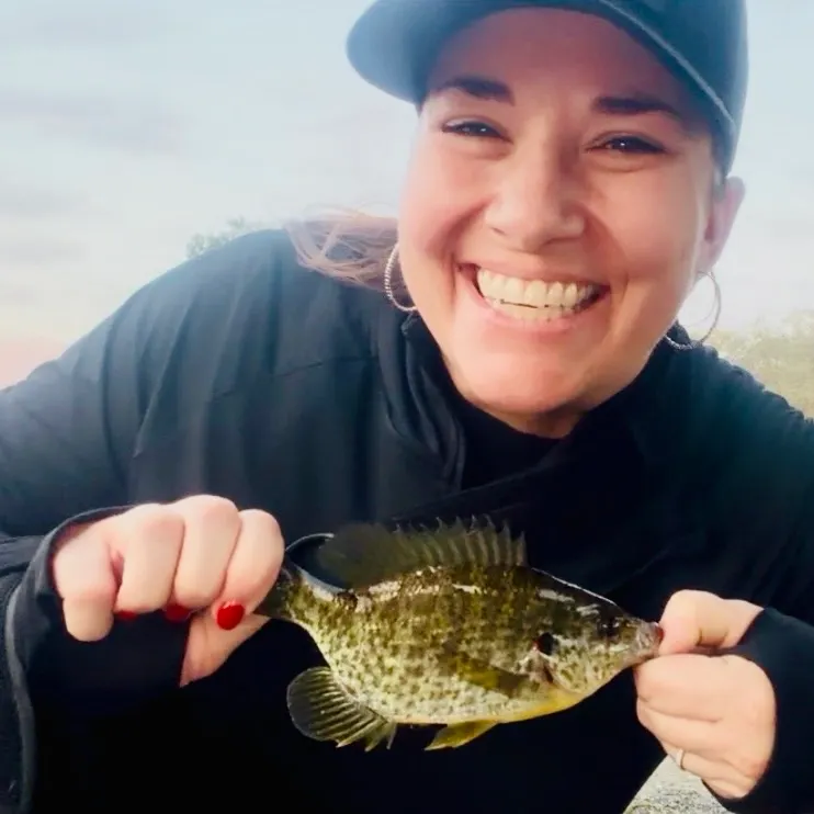 Redear sunfish caught on Fishbrain
