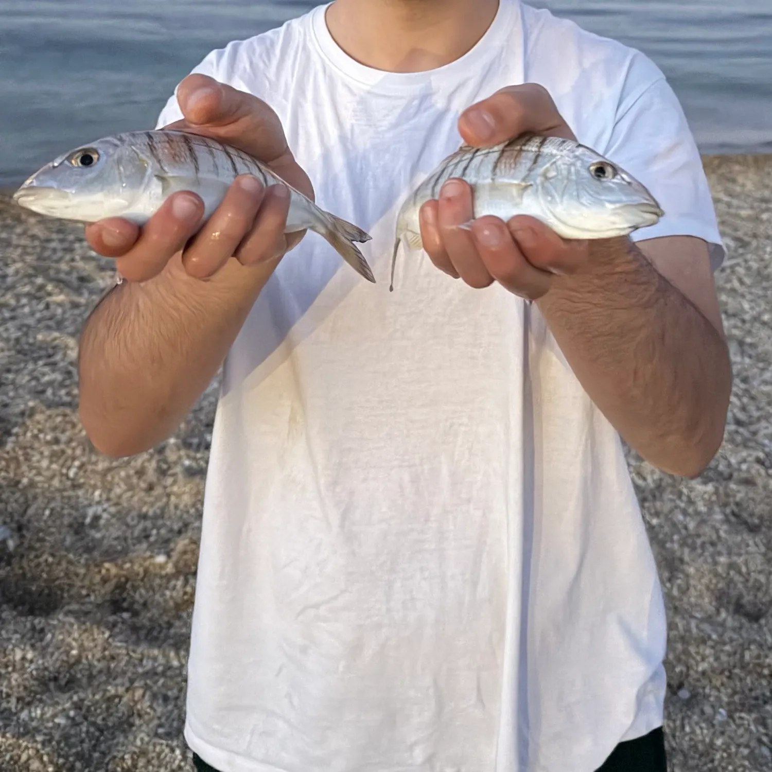 The most recent Striped seabream catches on Fishbrain