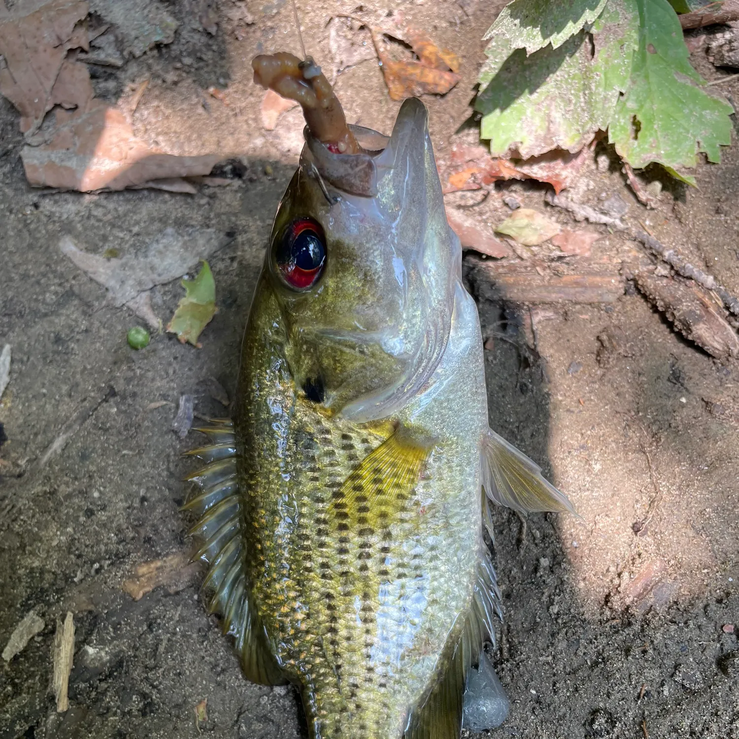 Rock bass caught on Fishbrain