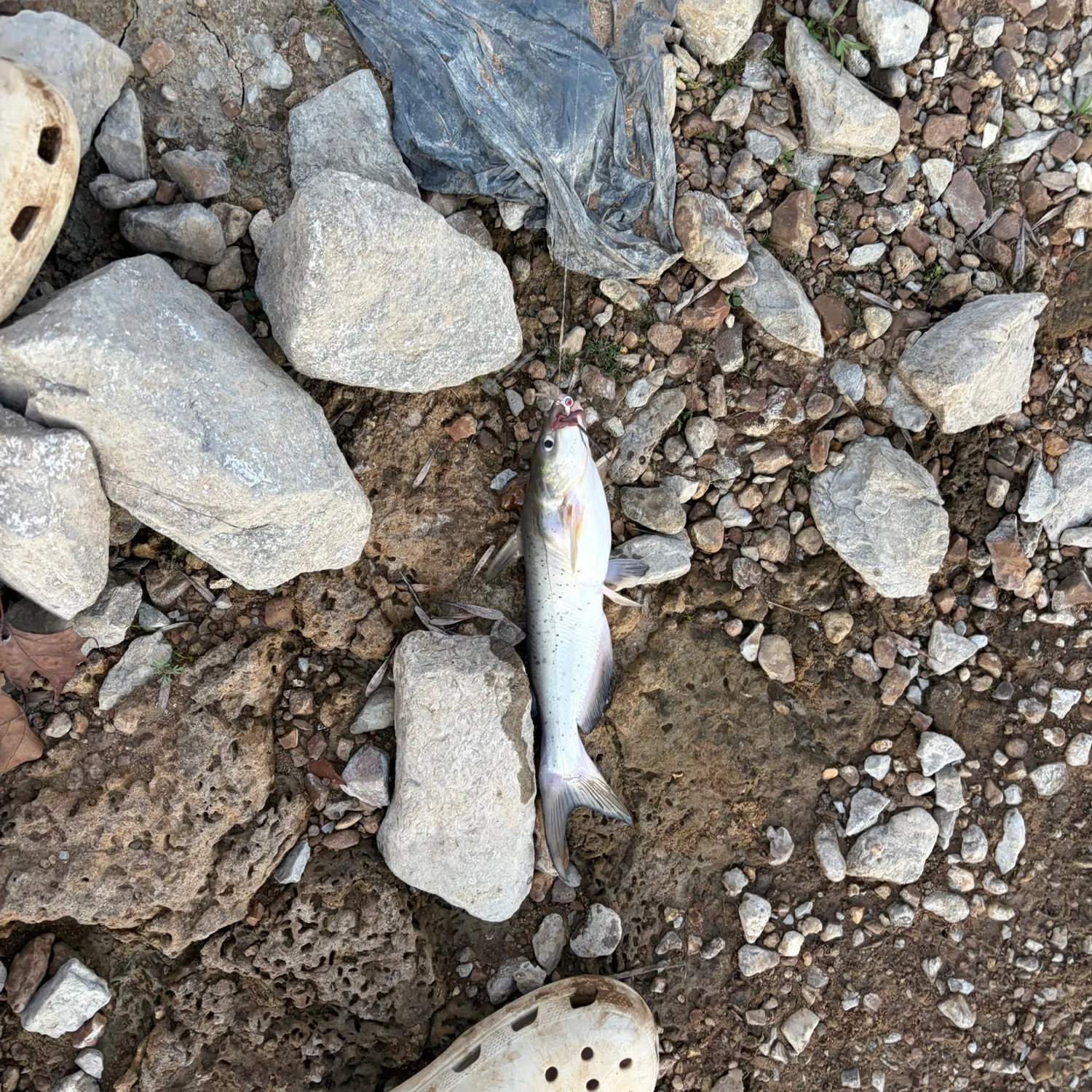 Channel catfish caught on Fishbrain