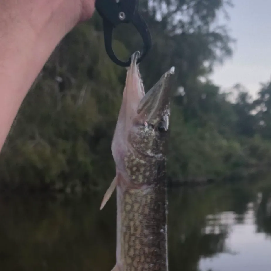 Chain pickerel caught on Fishbrain
