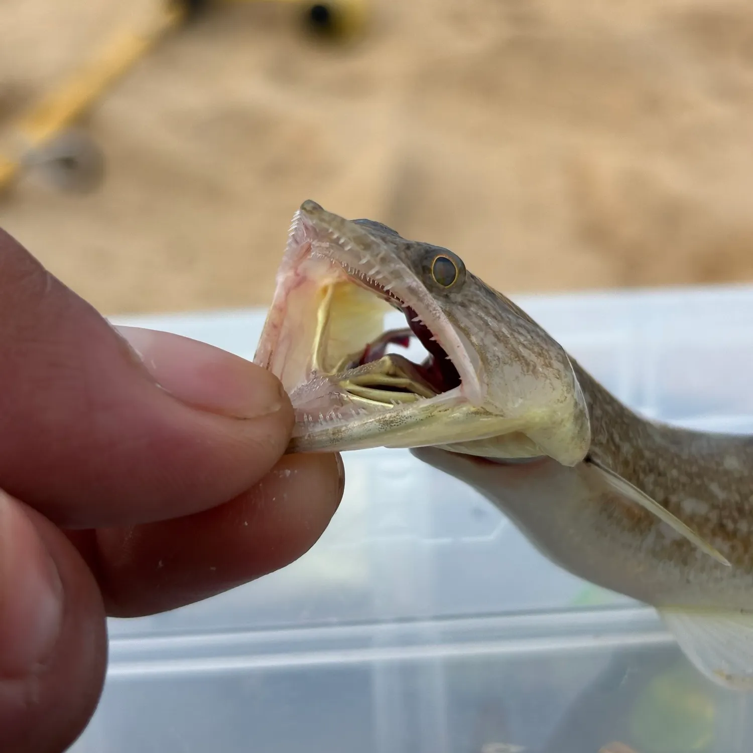 catch